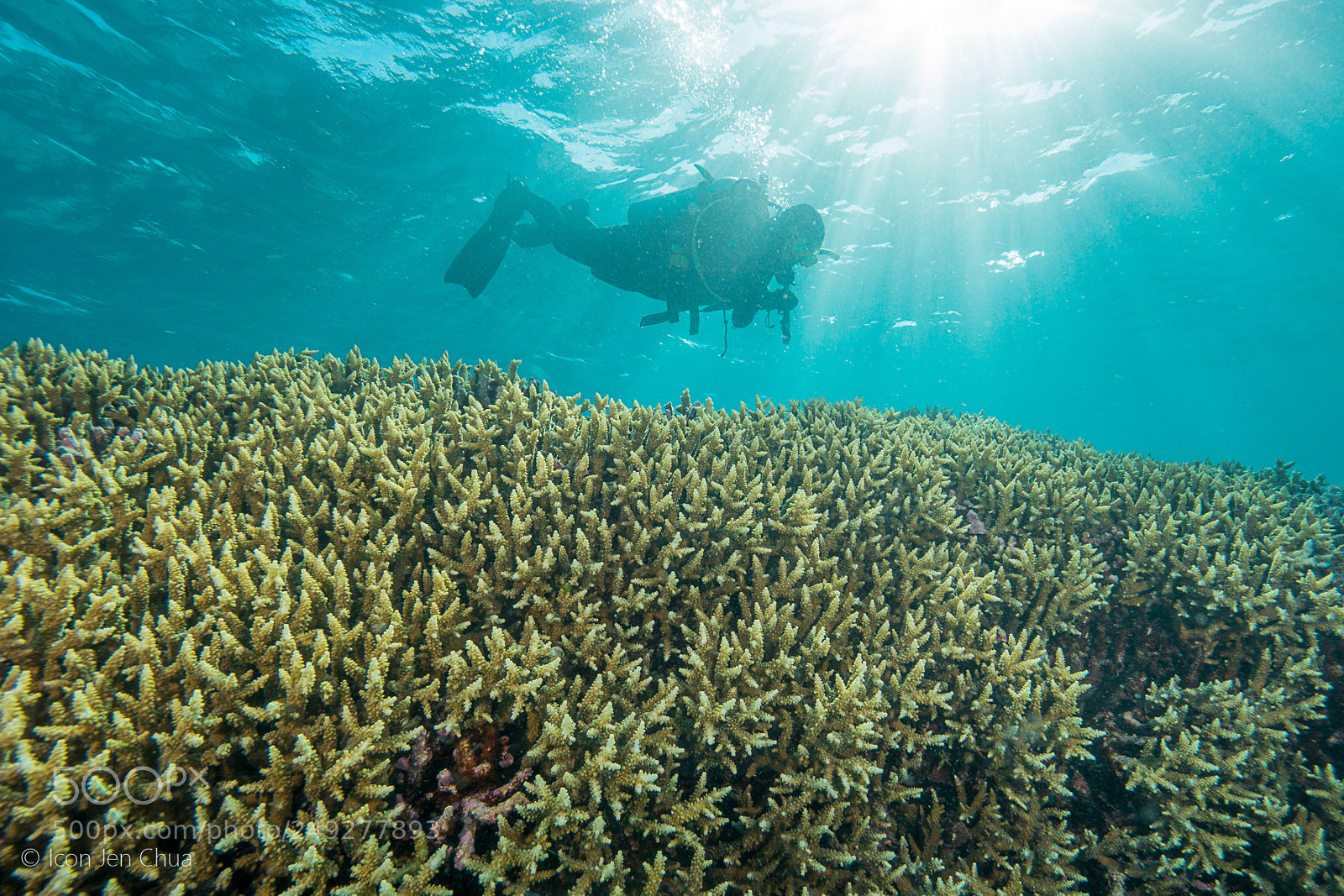 Sony a6000 sample photo. Fields of acropora photography
