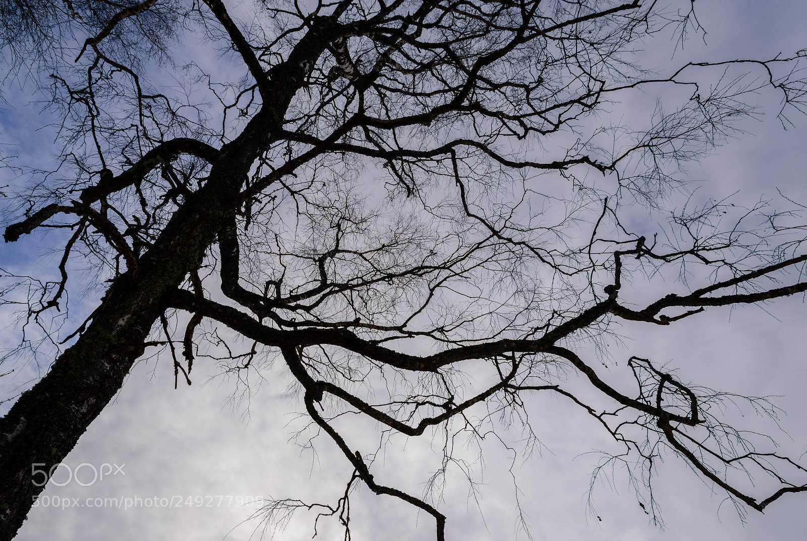 Nikon D610 sample photo. Tree against the sky photography