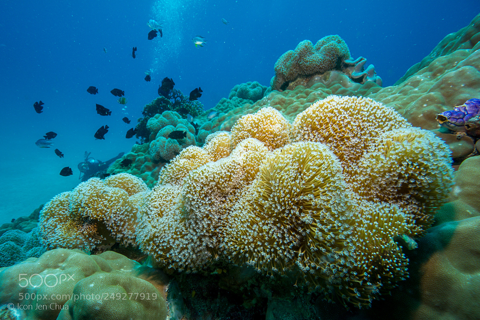 Sony a6000 sample photo. Soft corals photography