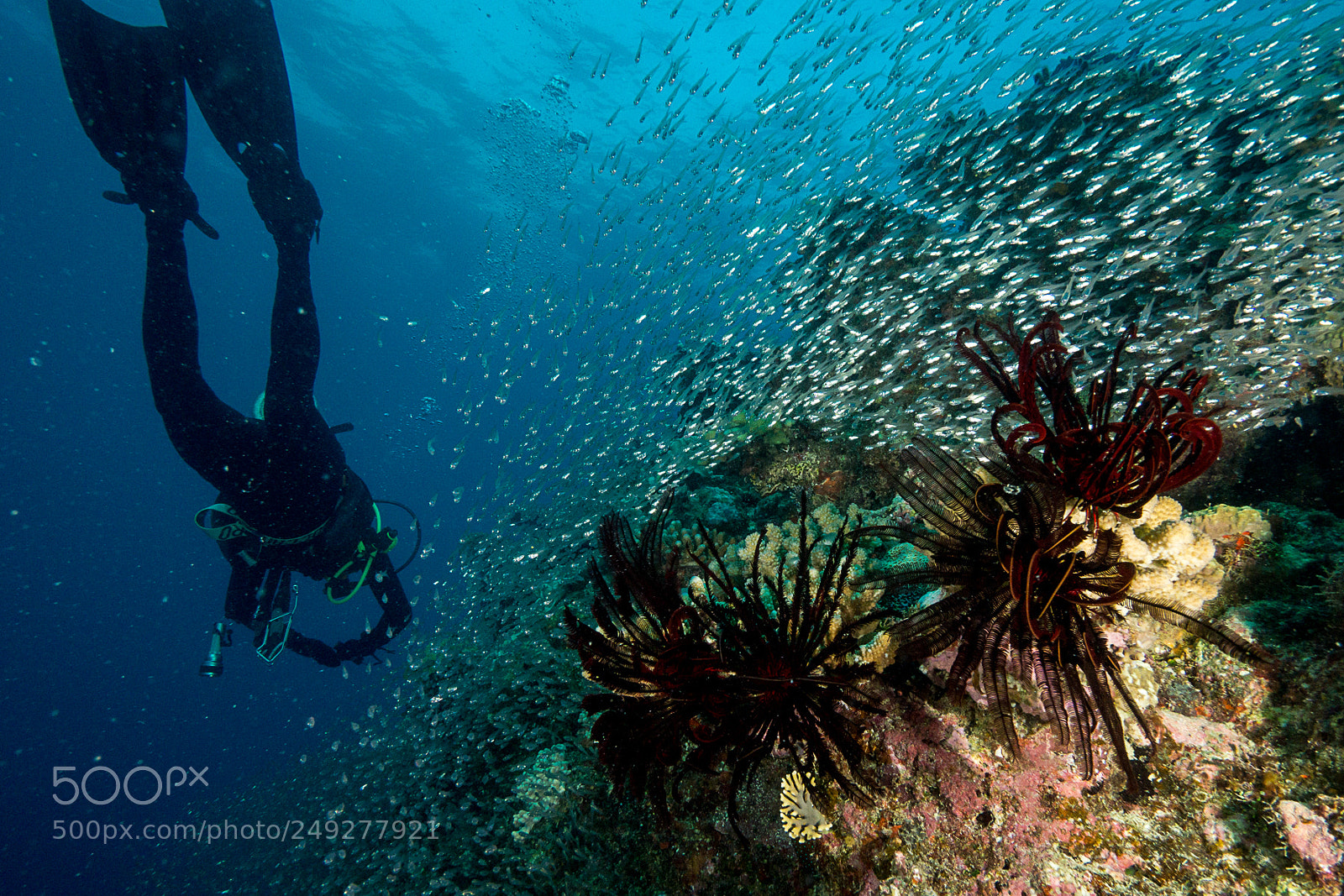 Sony a6000 sample photo. Pygmy sweeper fish photography