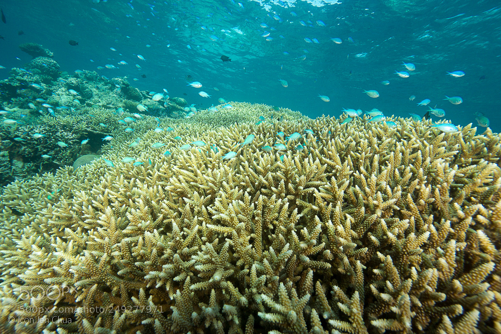 Sony a6000 sample photo. Fields of acropora photography