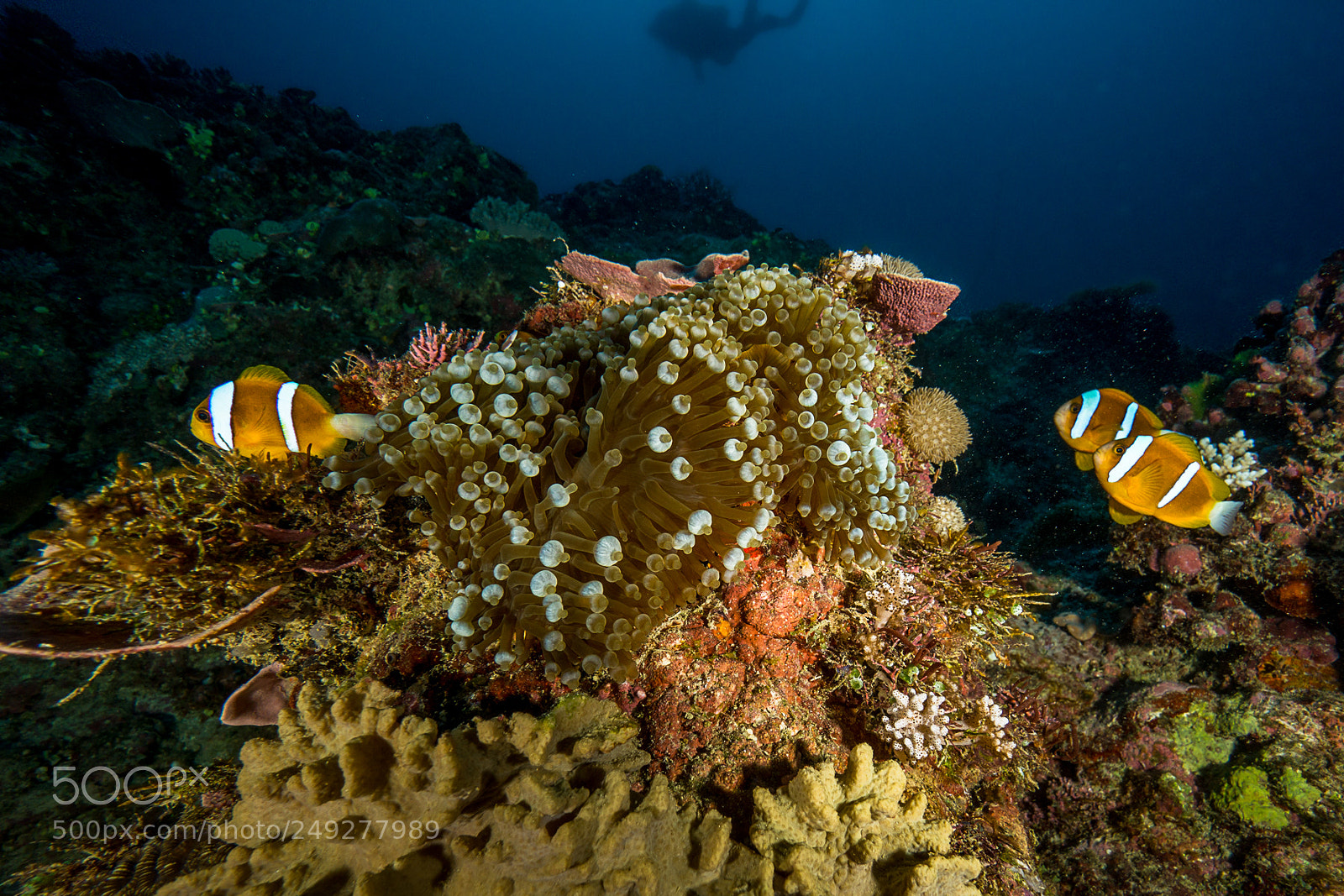Sony a6000 sample photo. Barrier reef anemonefish photography