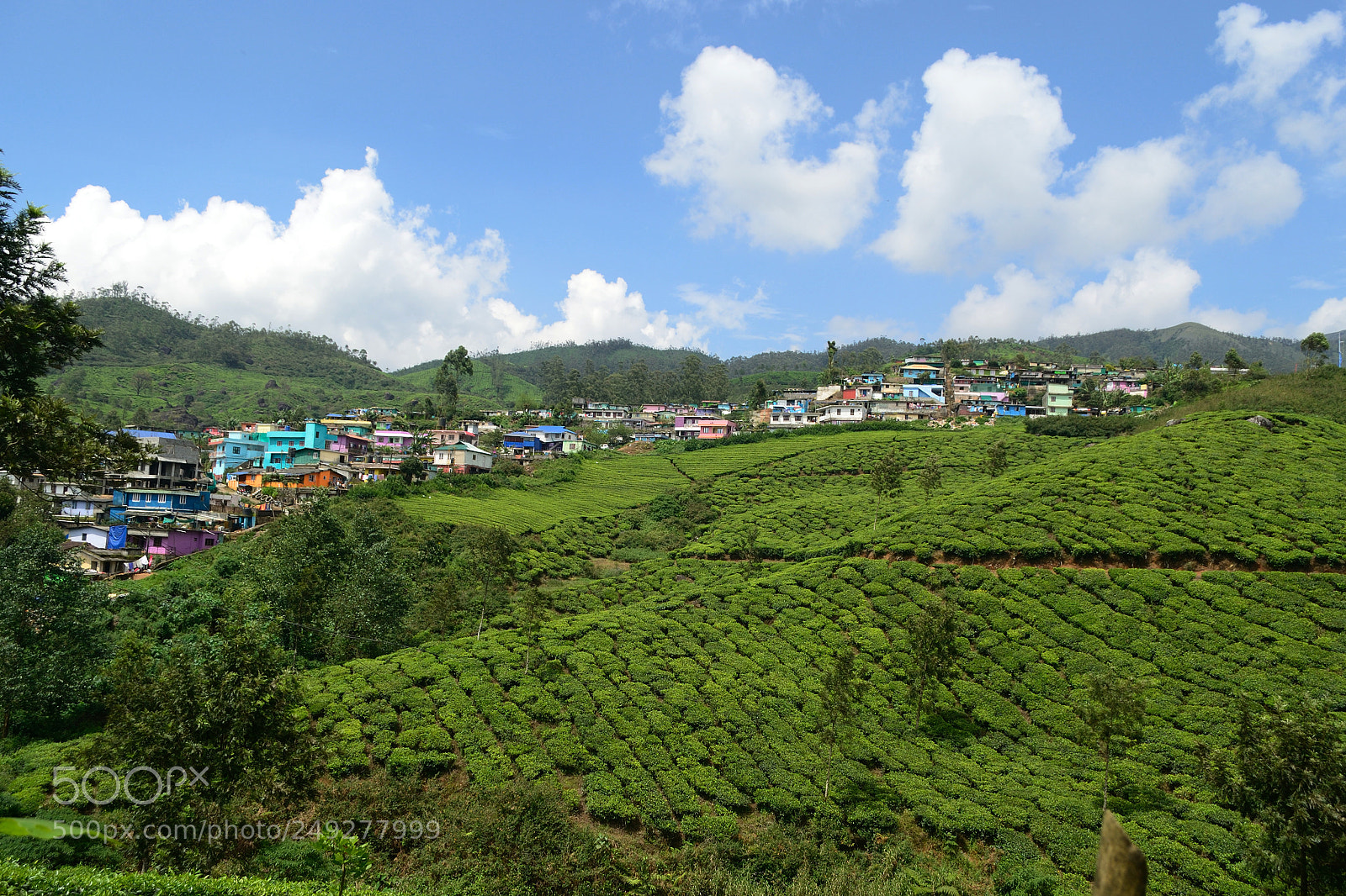 Nikon D3100 sample photo. Green photography
