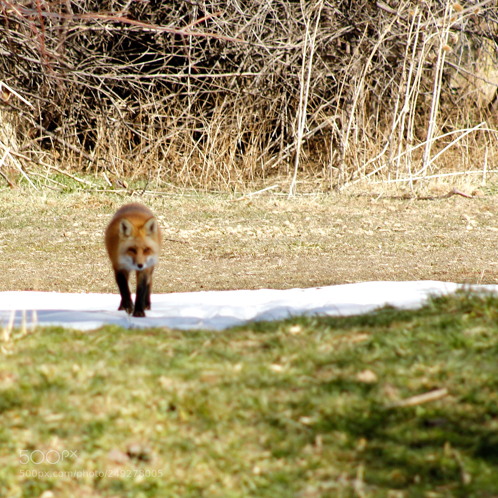 Canon EOS 1200D (EOS Rebel T5 / EOS Kiss X70 / EOS Hi) sample photo. Fox on the prowl photography