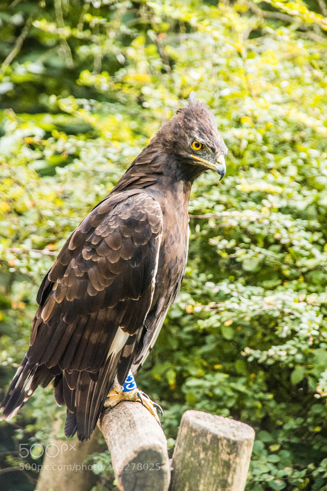 Nikon D7100 sample photo. The bird photography