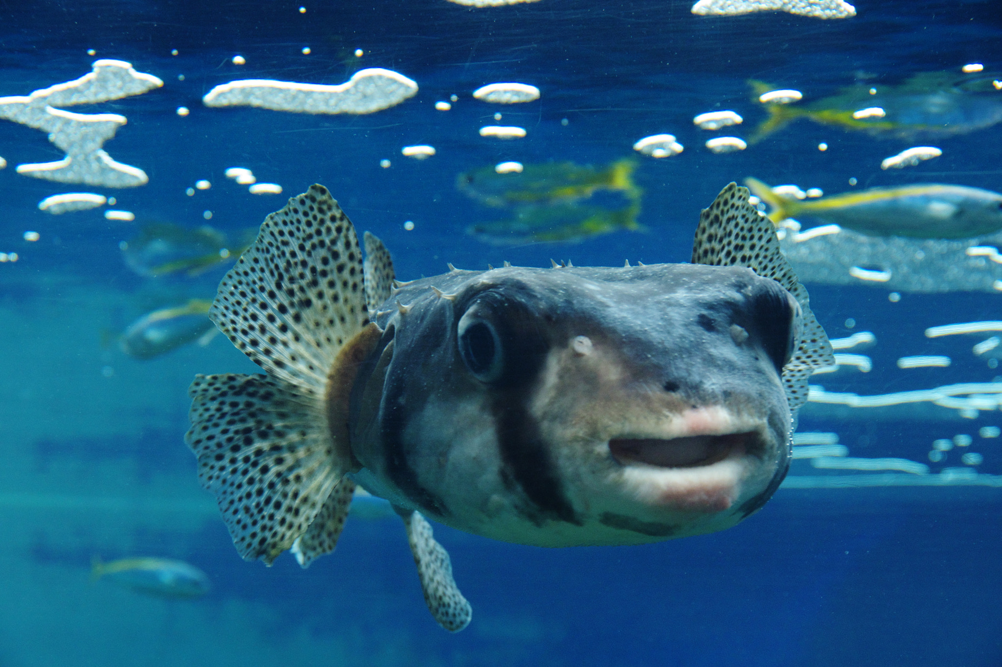 Pentax K-70 sample photo. Fish photography