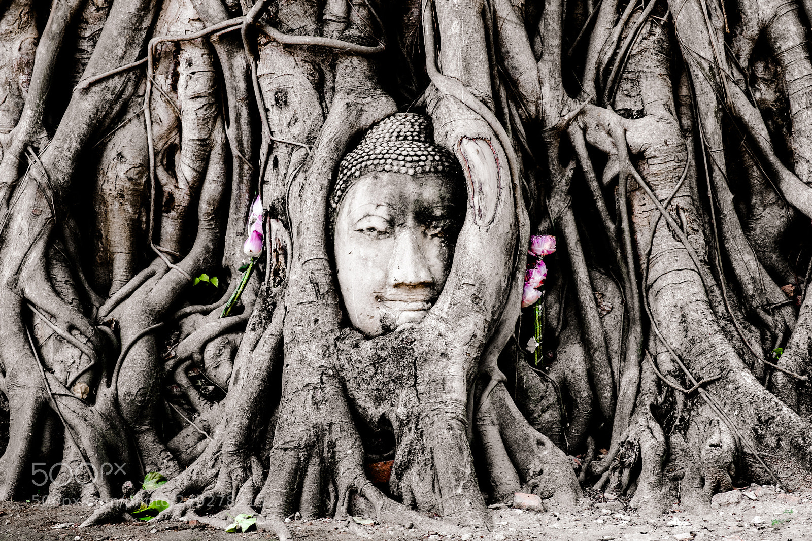 Fujifilm X-T2 sample photo. Ayutthaya buddha roots photography