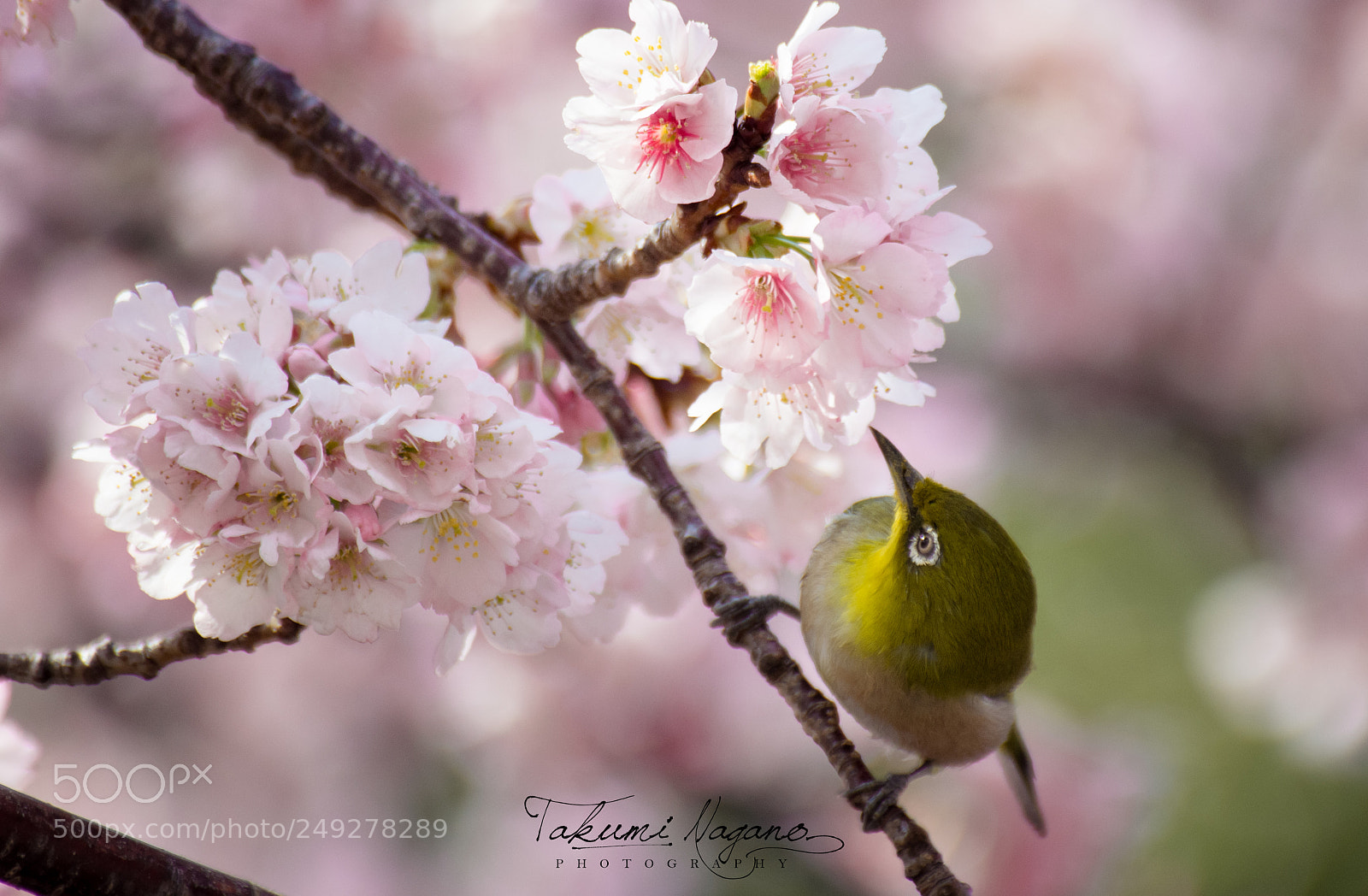 Pentax K-5 sample photo. Telling the spring photography