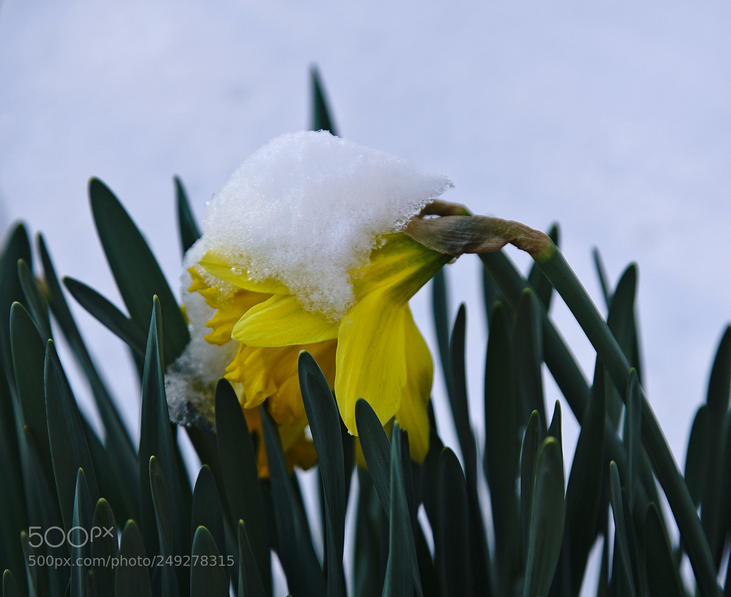 Sony a7R II sample photo. Crowned photography