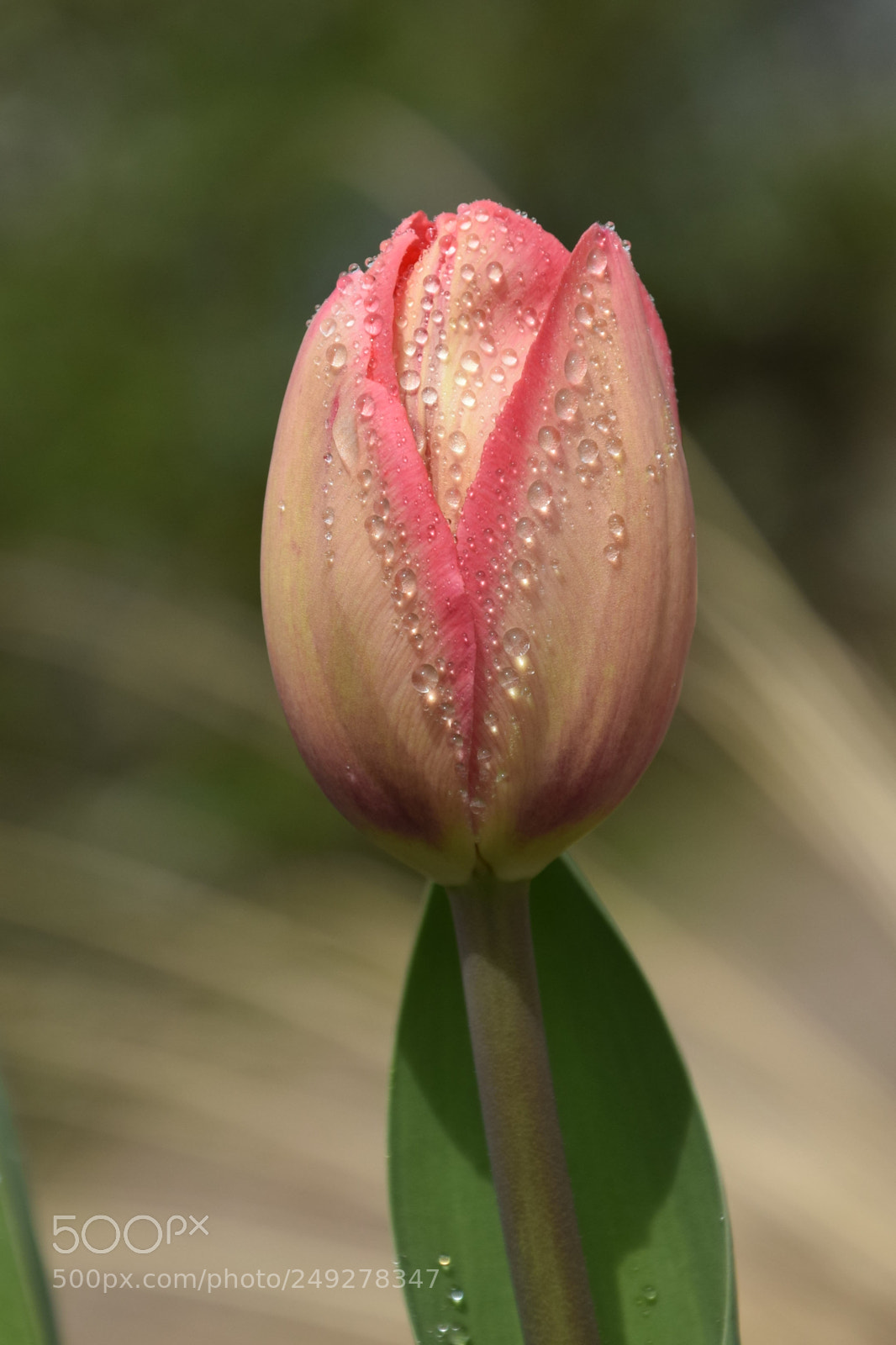 Nikon D3300 sample photo. Csc photography