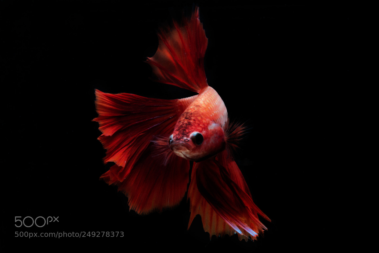 Canon EOS 7D sample photo. Red brave photography