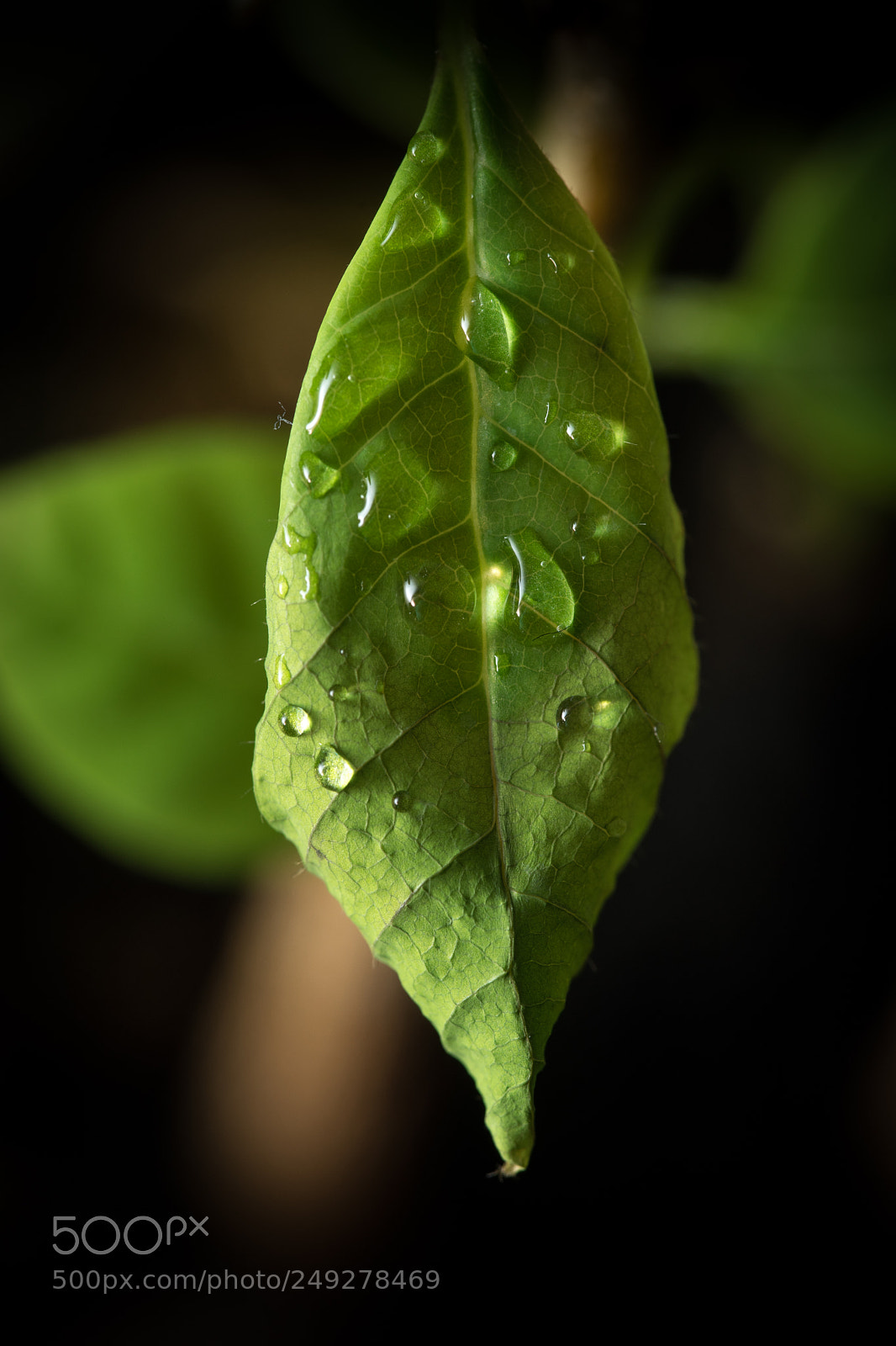 Sony a7 sample photo. Indoor water droplet macro photography