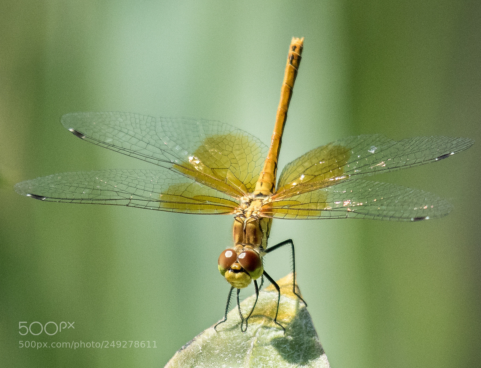 Canon EOS 7D Mark II sample photo. Band-winged meadowhawk photography