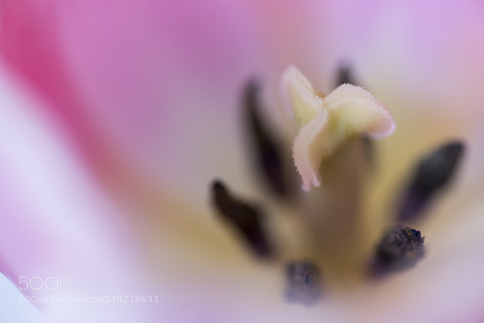 Pentax K-1 sample photo. Emotion photography