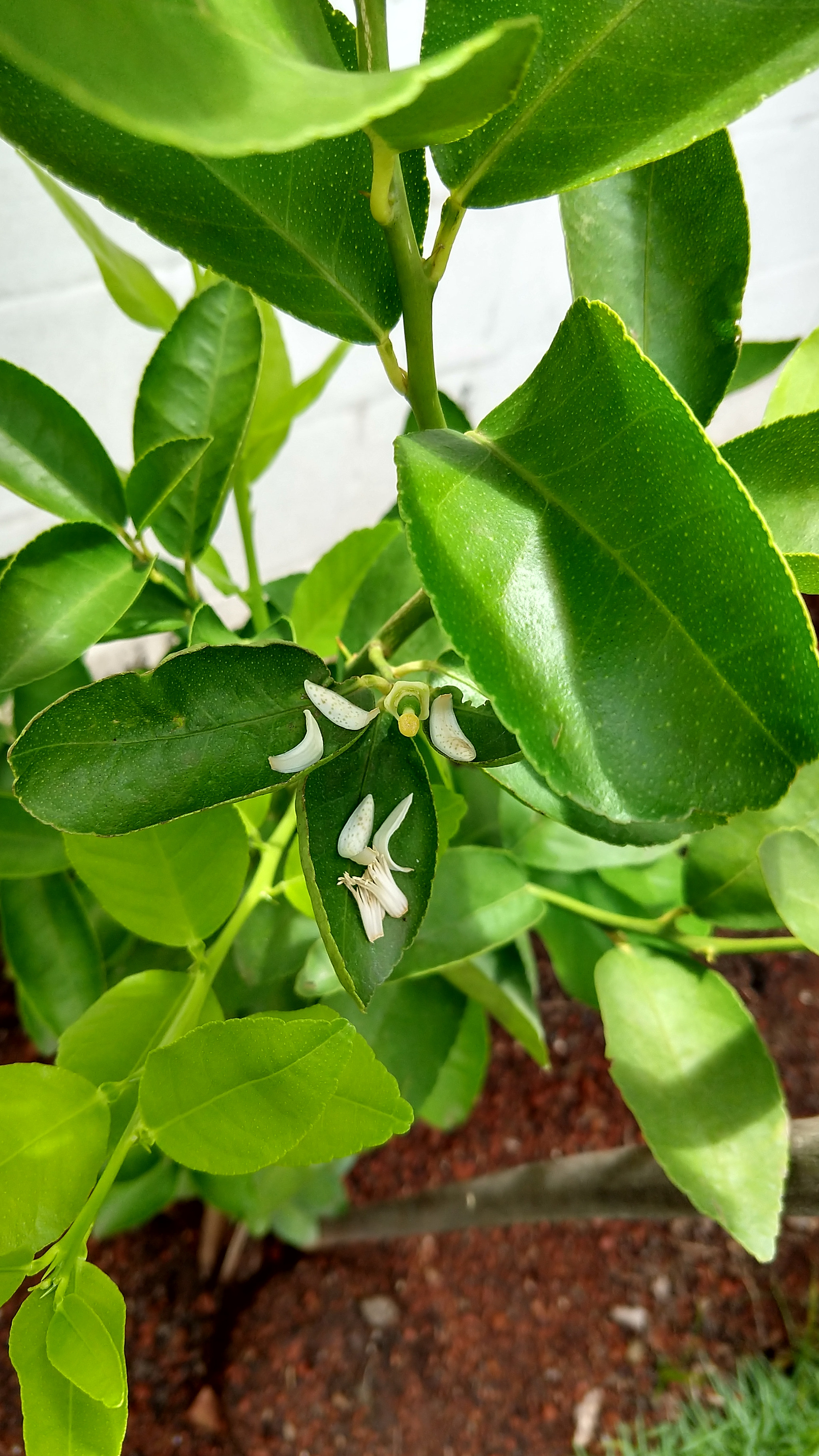 Motorola moto x4 sample photo. Meu limão photography