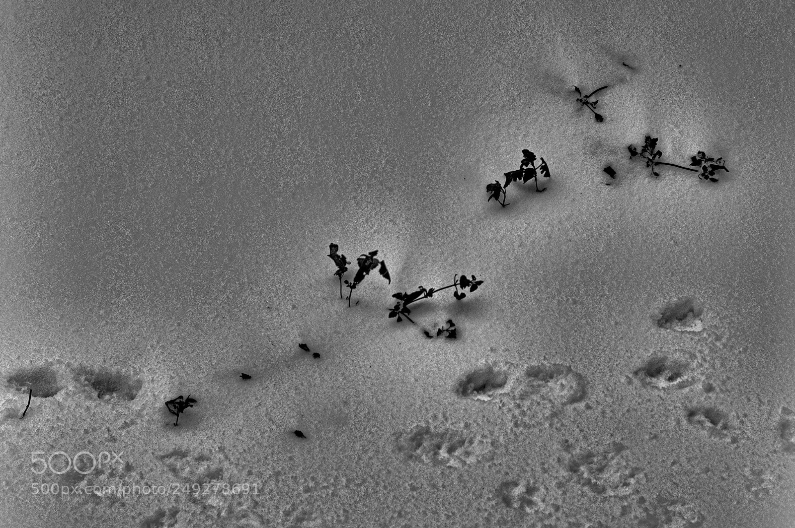 Nikon D3200 sample photo. Animal tracks photography