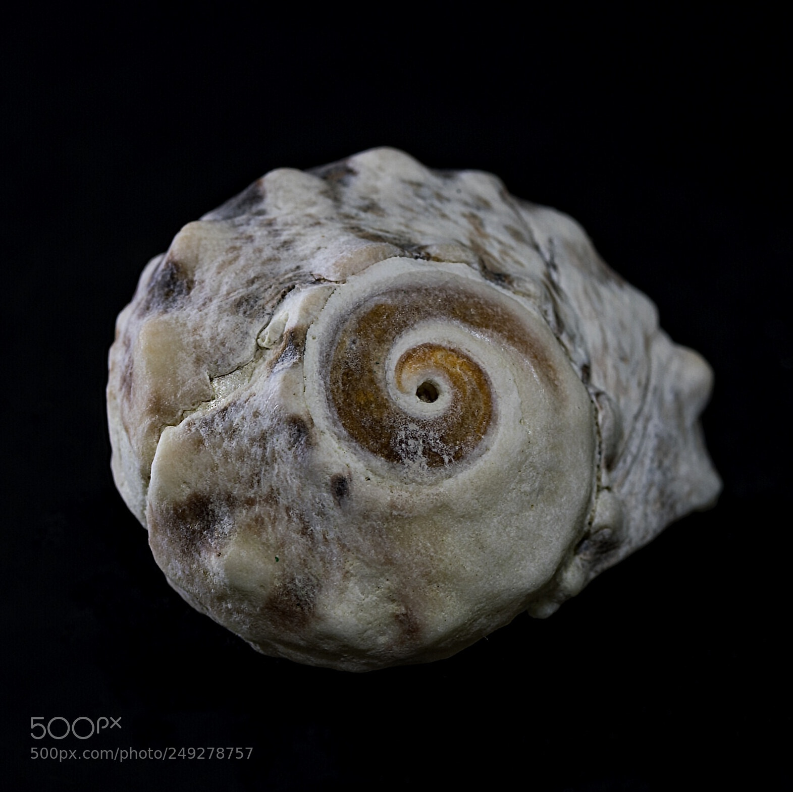 Nikon D500 sample photo. Seashell photography