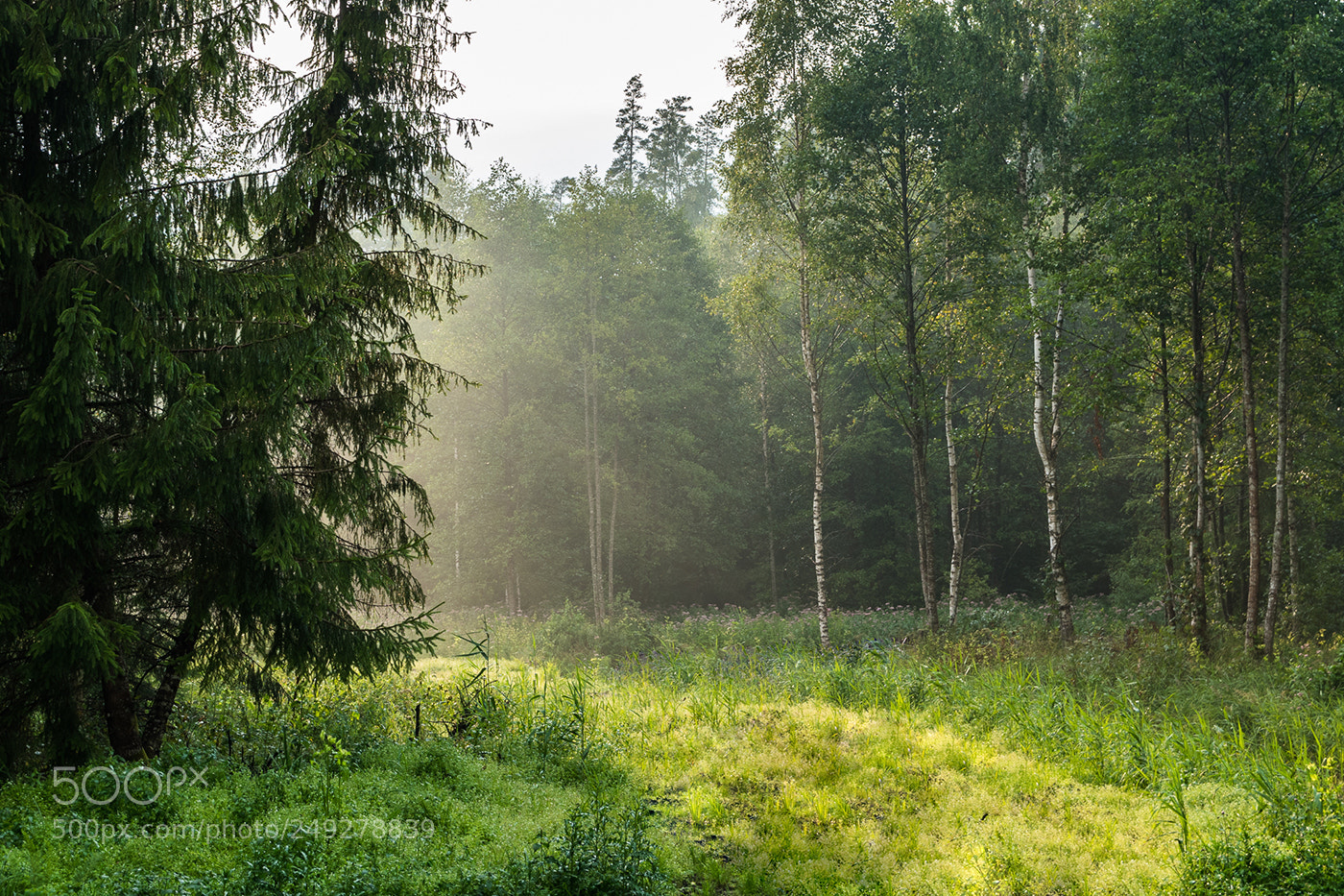 Nikon D5500 sample photo. Vdg_8605-1.jpg photography