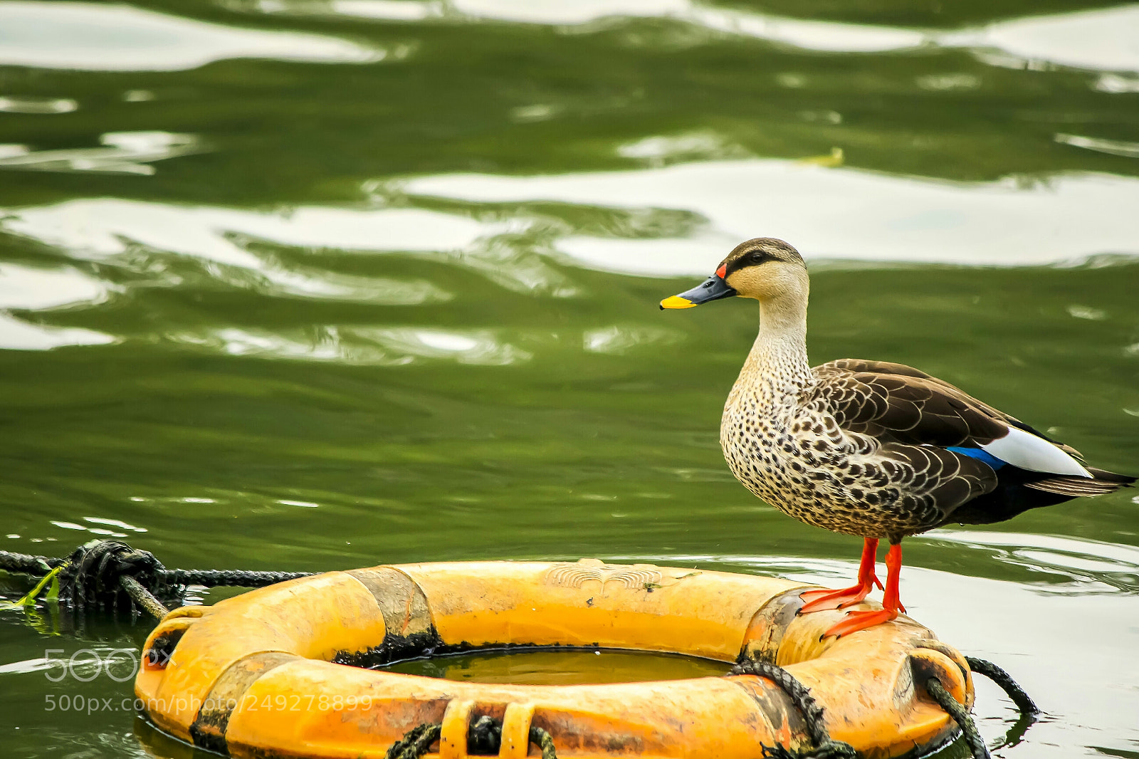 Canon EOS 7D Mark II sample photo. Where to next photography