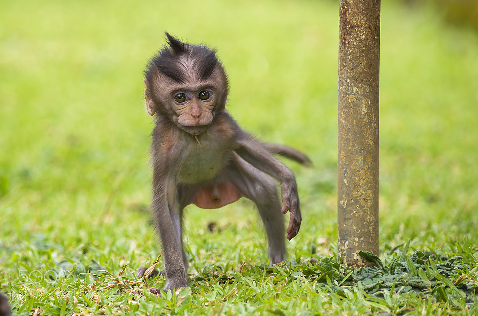 Nikon D5100 sample photo. Cuteness overloaded photography