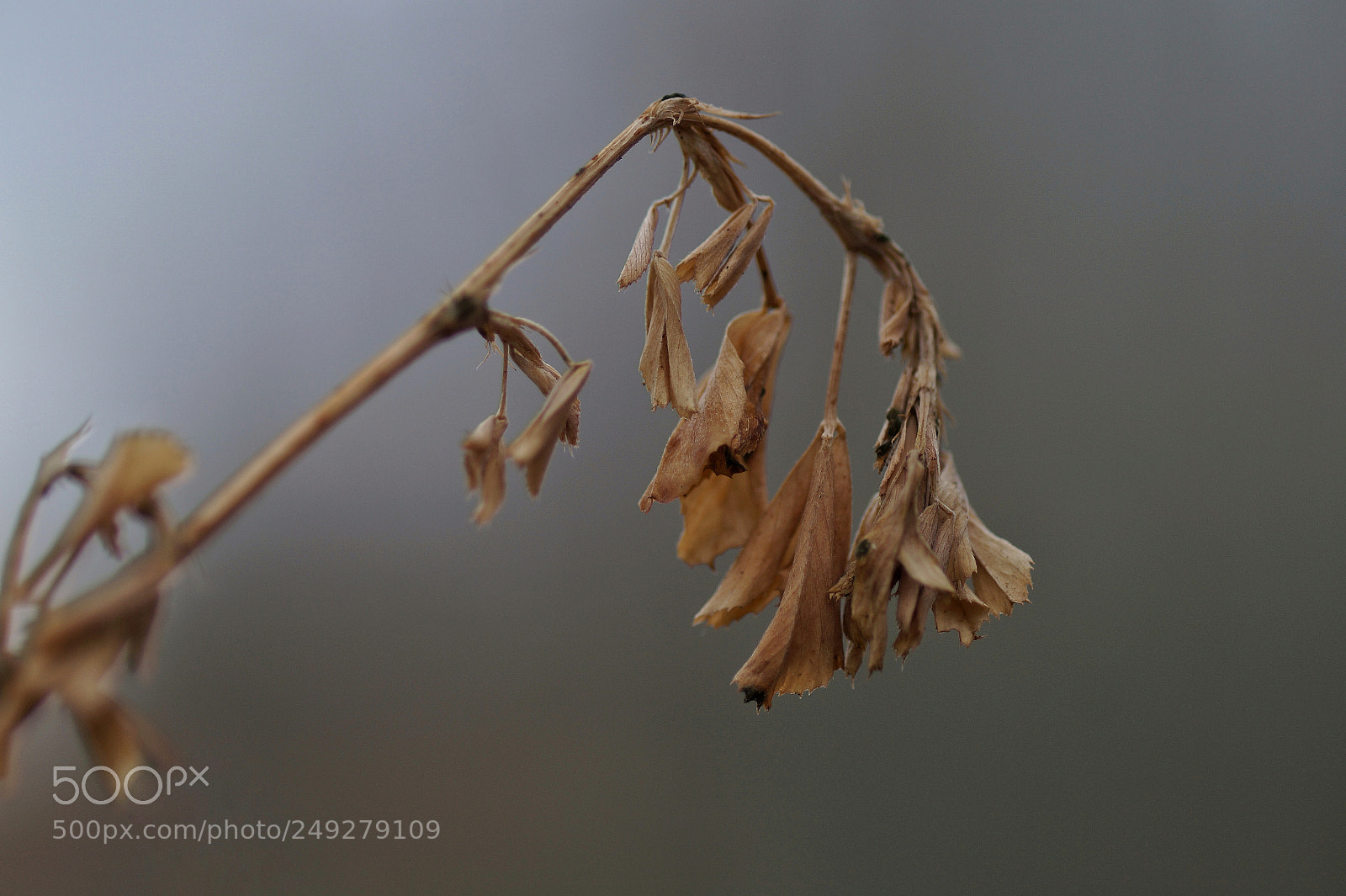 Sony SLT-A58 sample photo. Seco photography