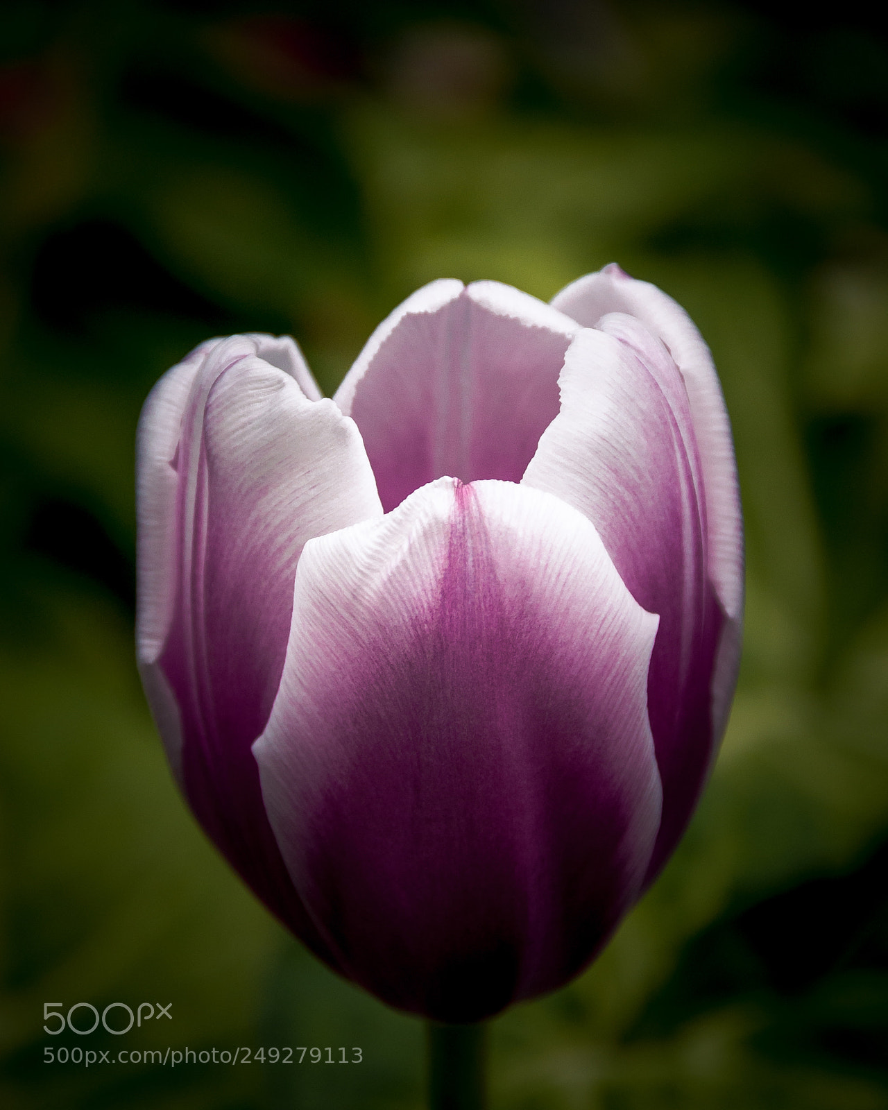 Nikon D90 sample photo. Purple tulip photography
