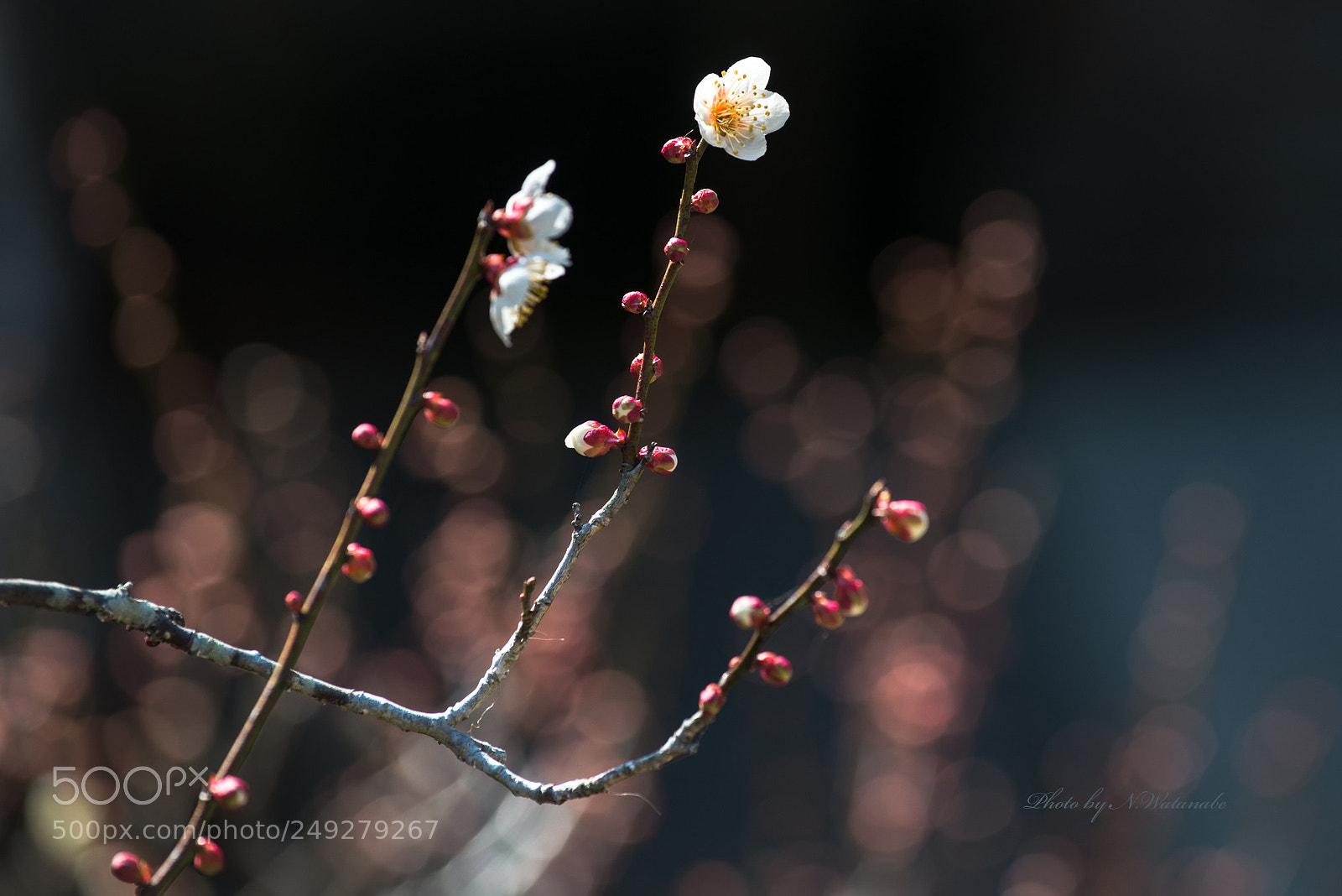 Nikon D800 sample photo. 梅の花 photography