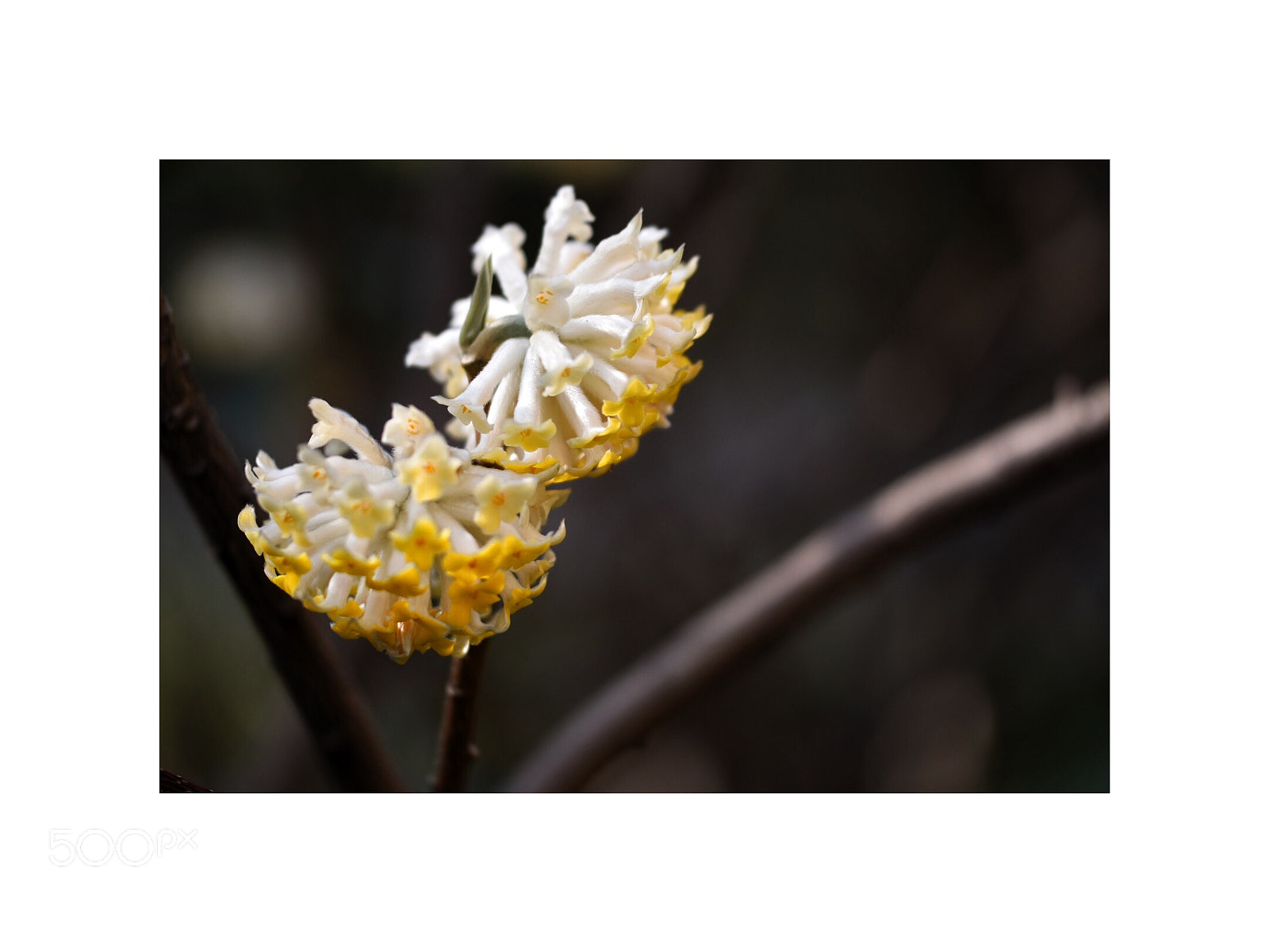 Nikon D5500 sample photo. Spring blooms 8 photography