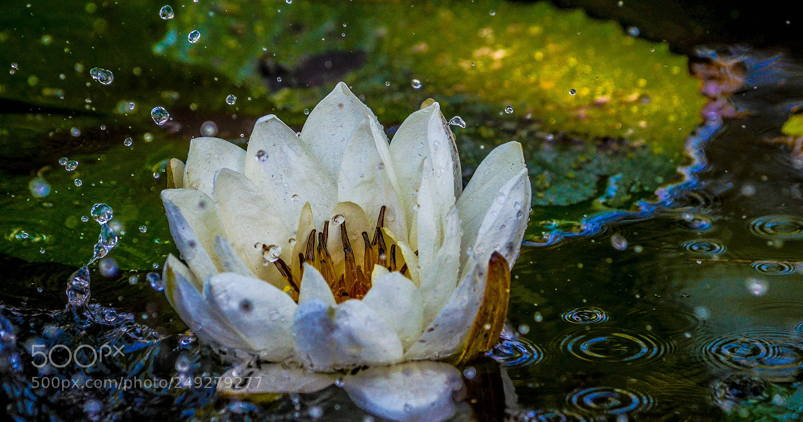 Nikon D5100 sample photo. Lotus photography