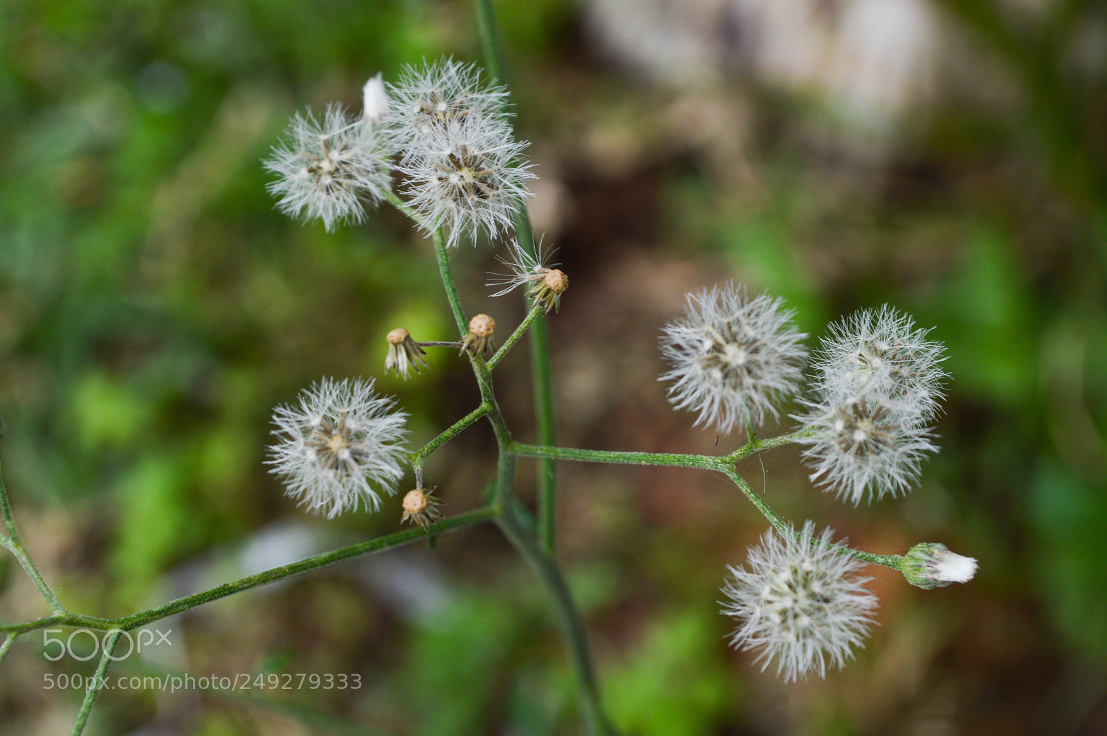 Nikon D3200 sample photo. Floral photography