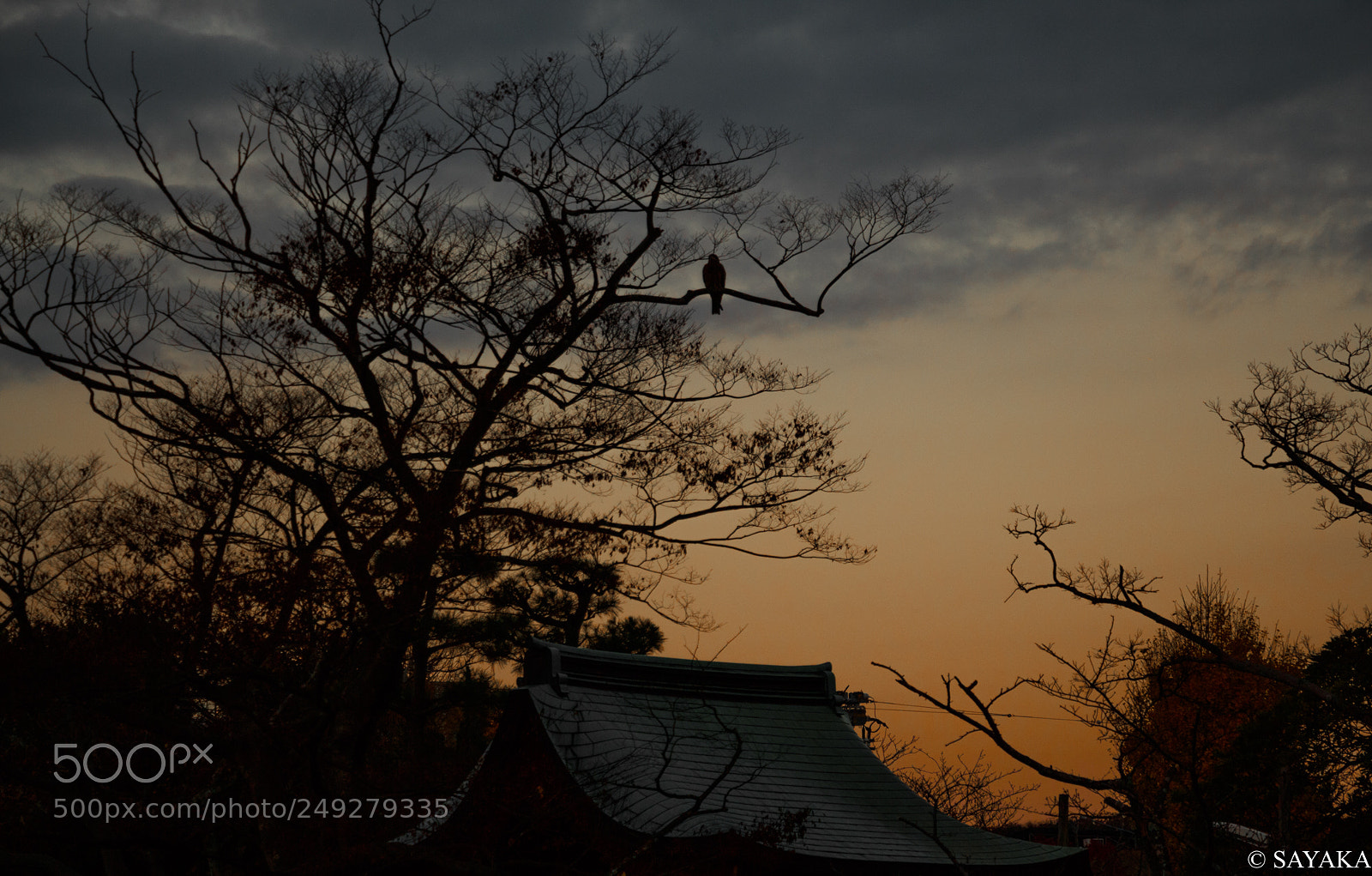 Canon EOS 700D (EOS Rebel T5i / EOS Kiss X7i) sample photo. The tsuruoka hachiman-gu photography
