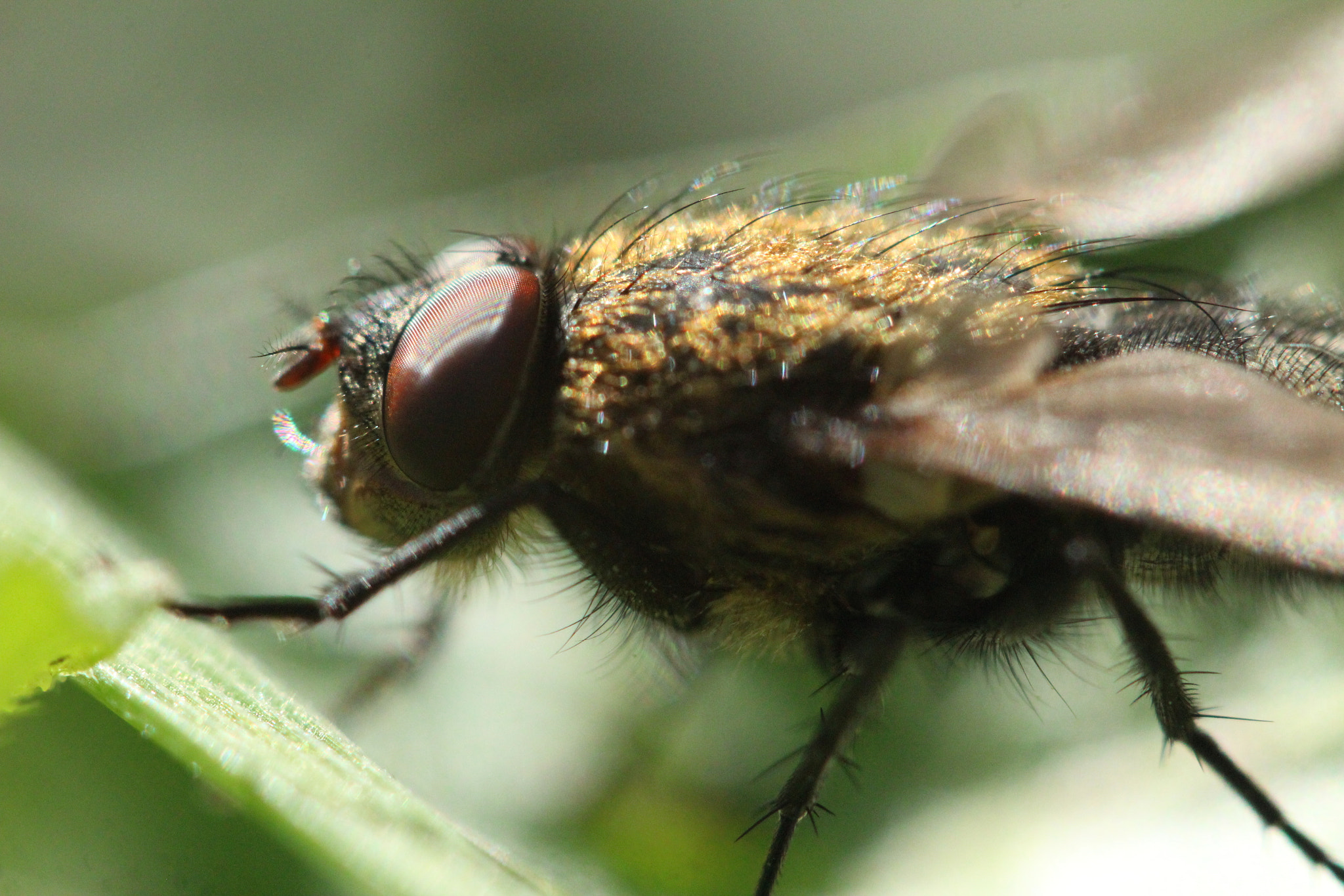 Canon EF-S 60mm F2.8 Macro USM sample photo. Img photography