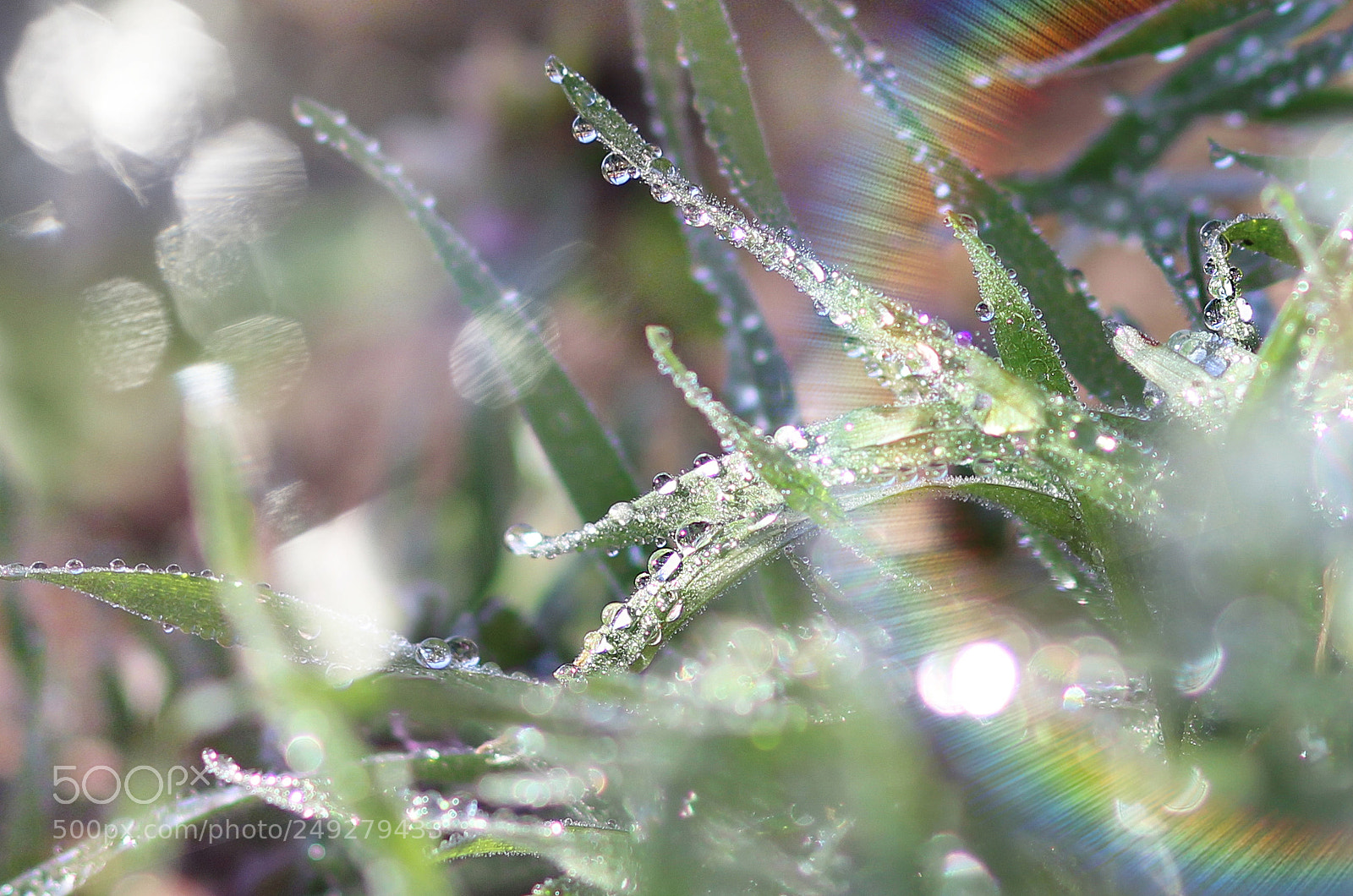 Canon EOS 600D (Rebel EOS T3i / EOS Kiss X5) sample photo. Green grass and drops photography
