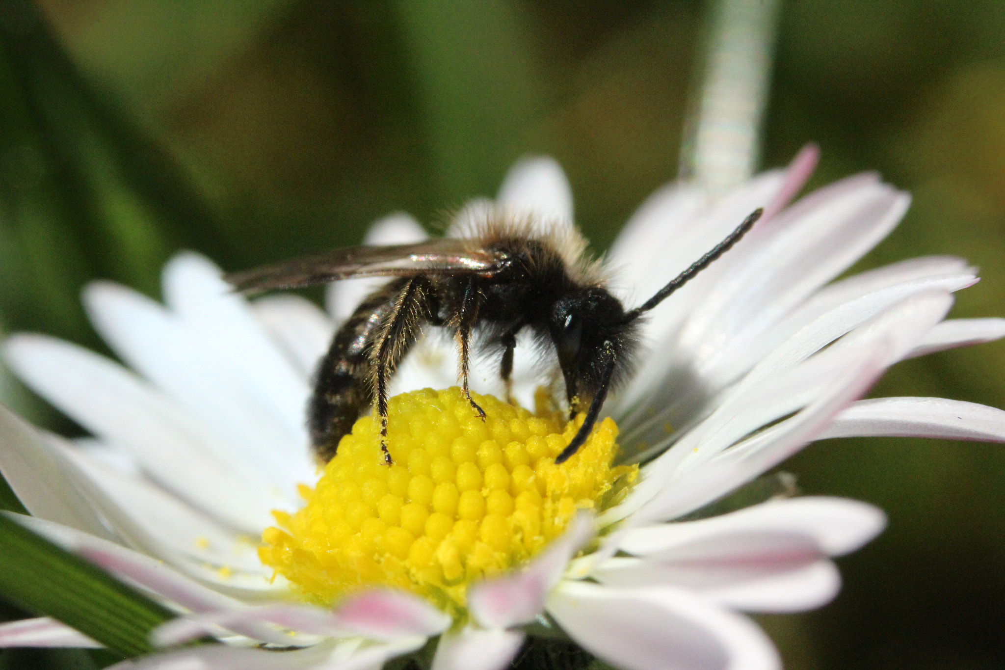 Canon EF-S 60mm F2.8 Macro USM sample photo. Img photography