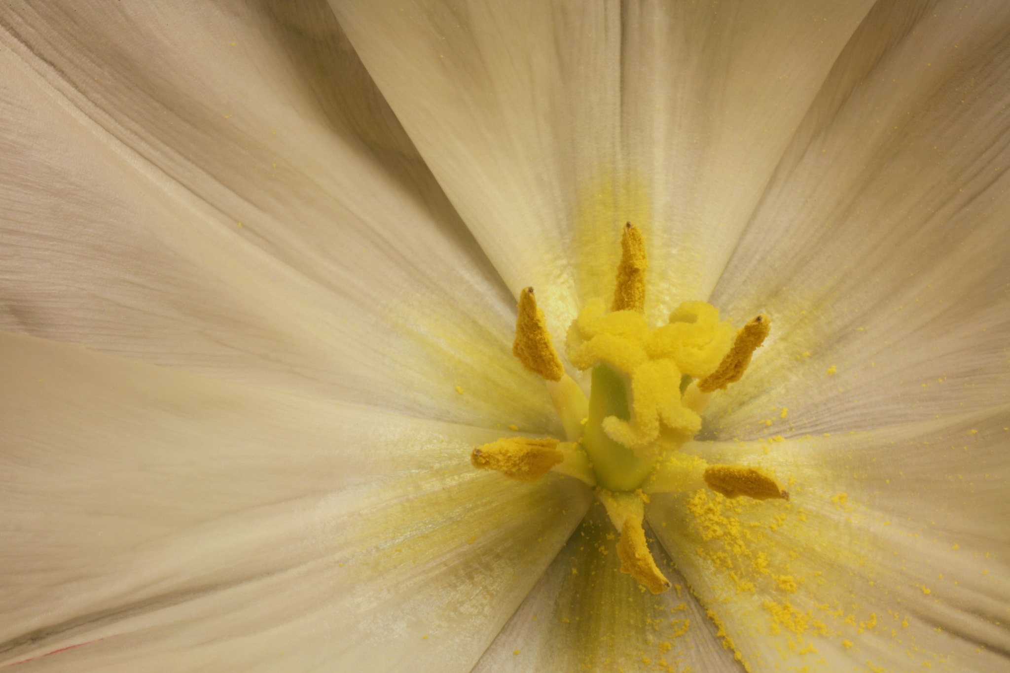 Canon EOS 5D sample photo. Spring march tulips photography