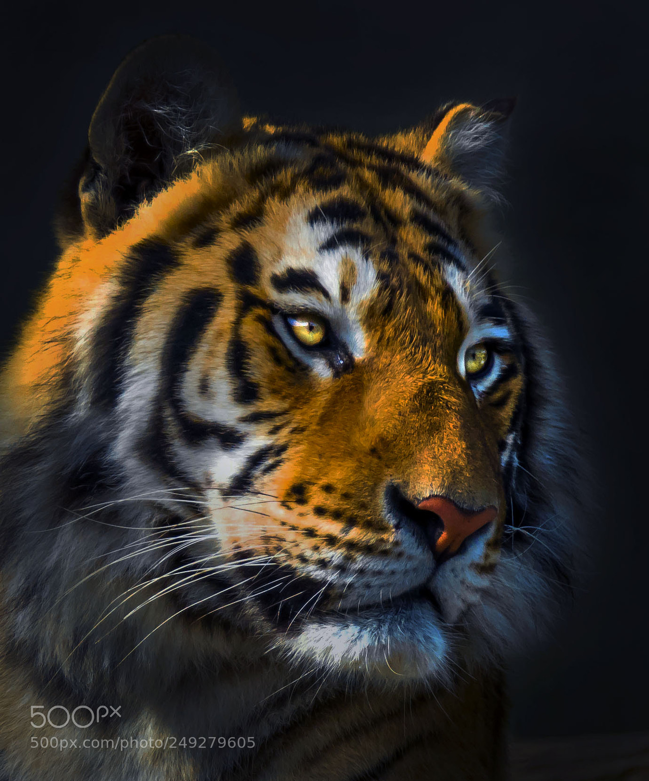 Pentax K-3 sample photo. Tiger photography