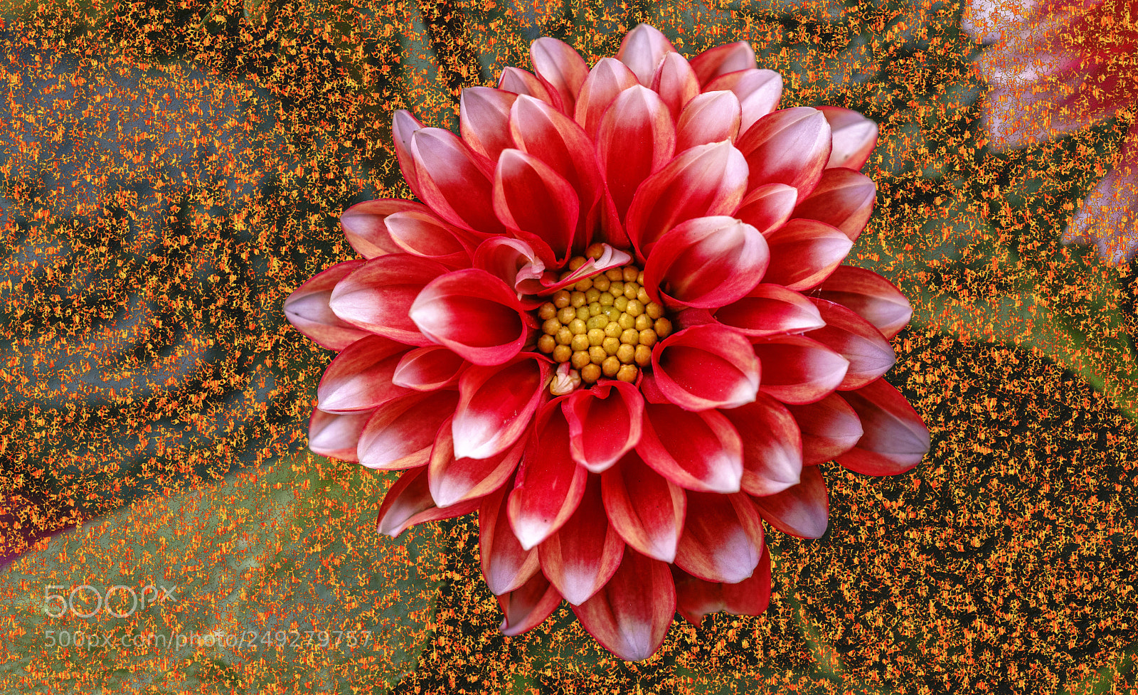 Sony a7R II sample photo. Dahlia y ld z photography