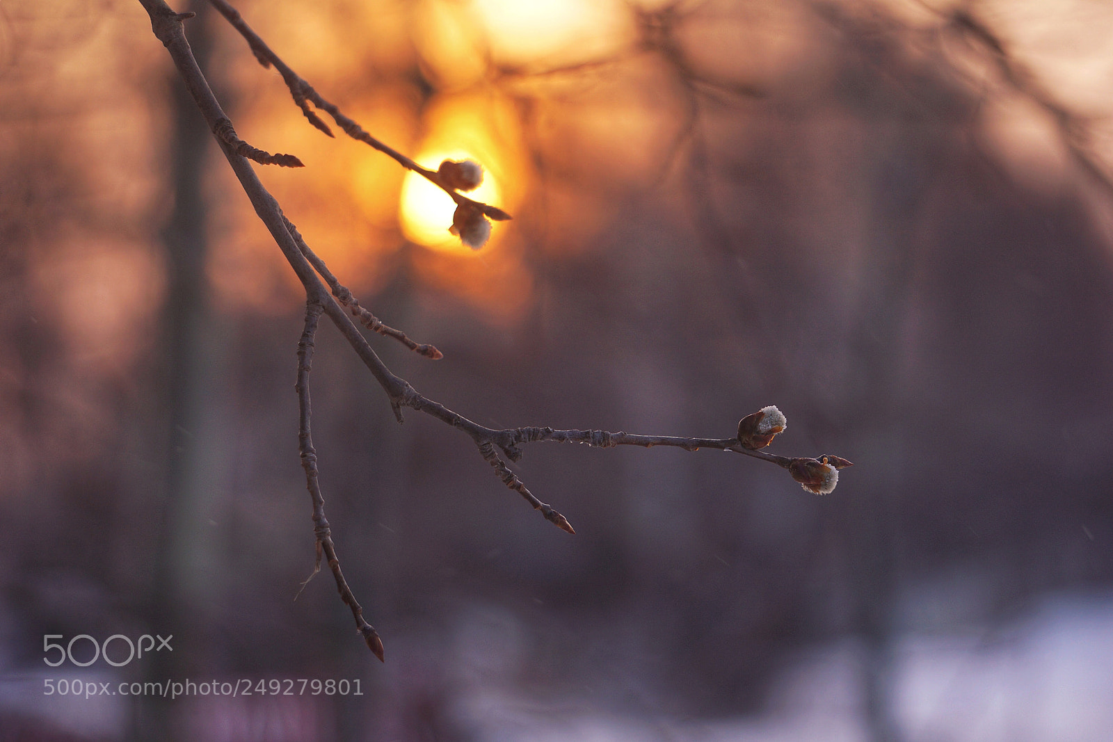Sony a6000 sample photo. Sunrise. spring. photography