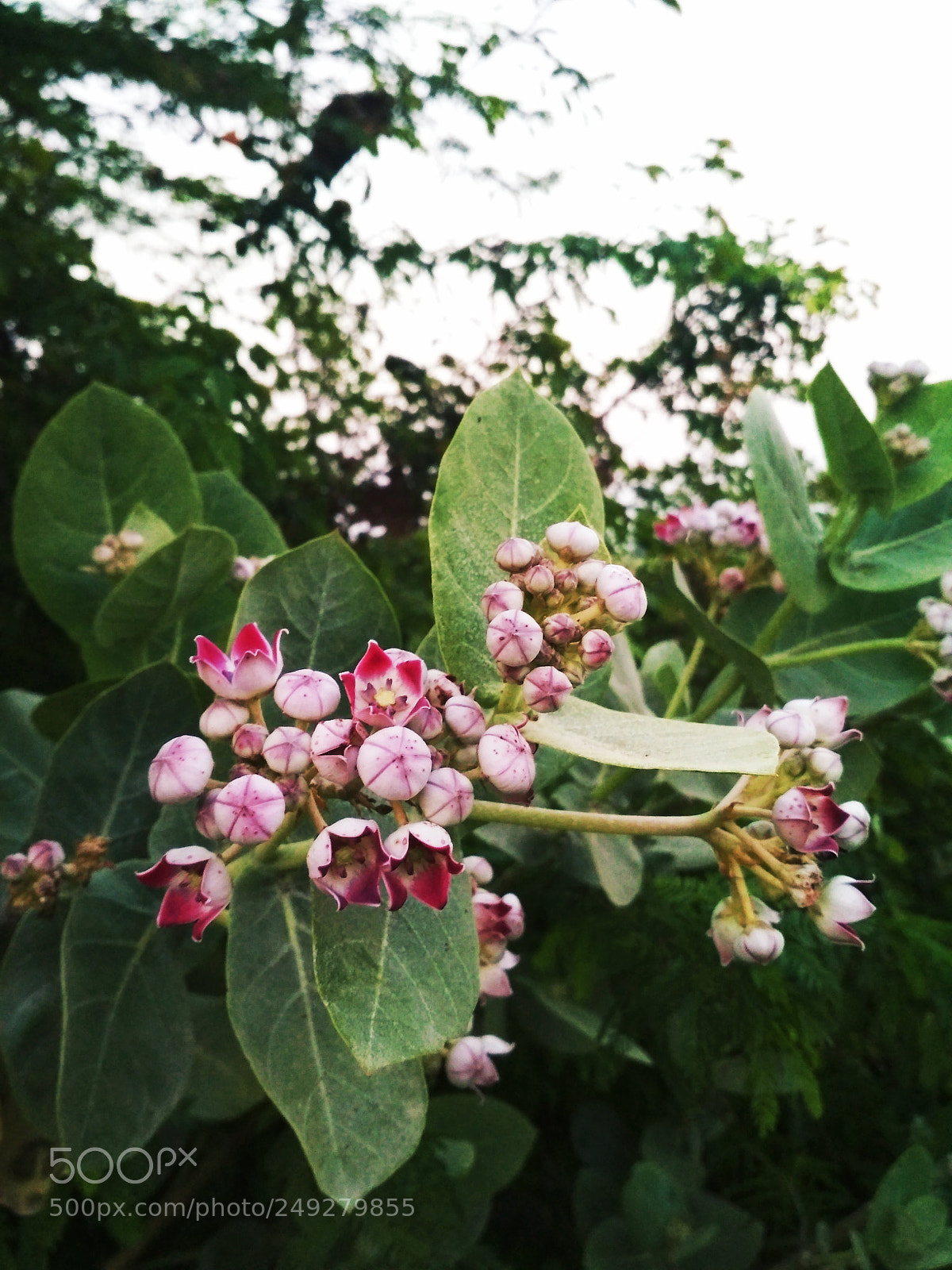 Xiaomi Redmi 4 Pro sample photo. Untitled photography