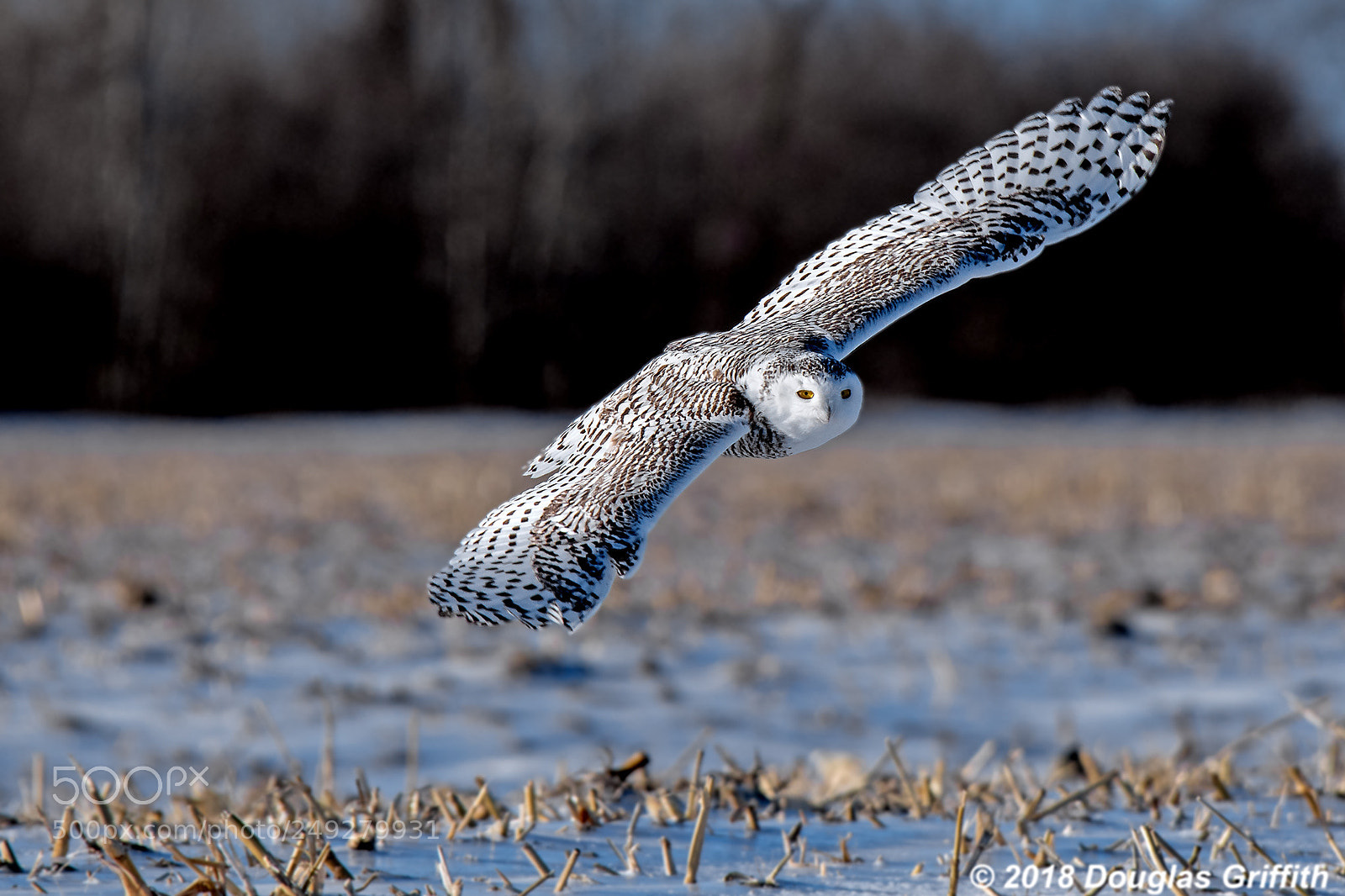 Nikon D500 sample photo. Female snowy owl bubo photography