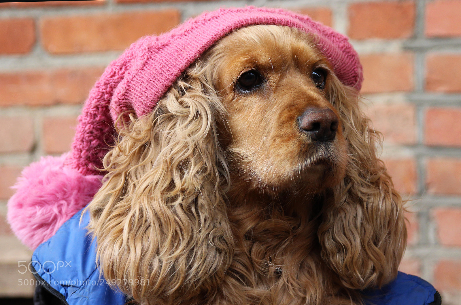 Canon EOS 600D (Rebel EOS T3i / EOS Kiss X5) sample photo. Dog photography