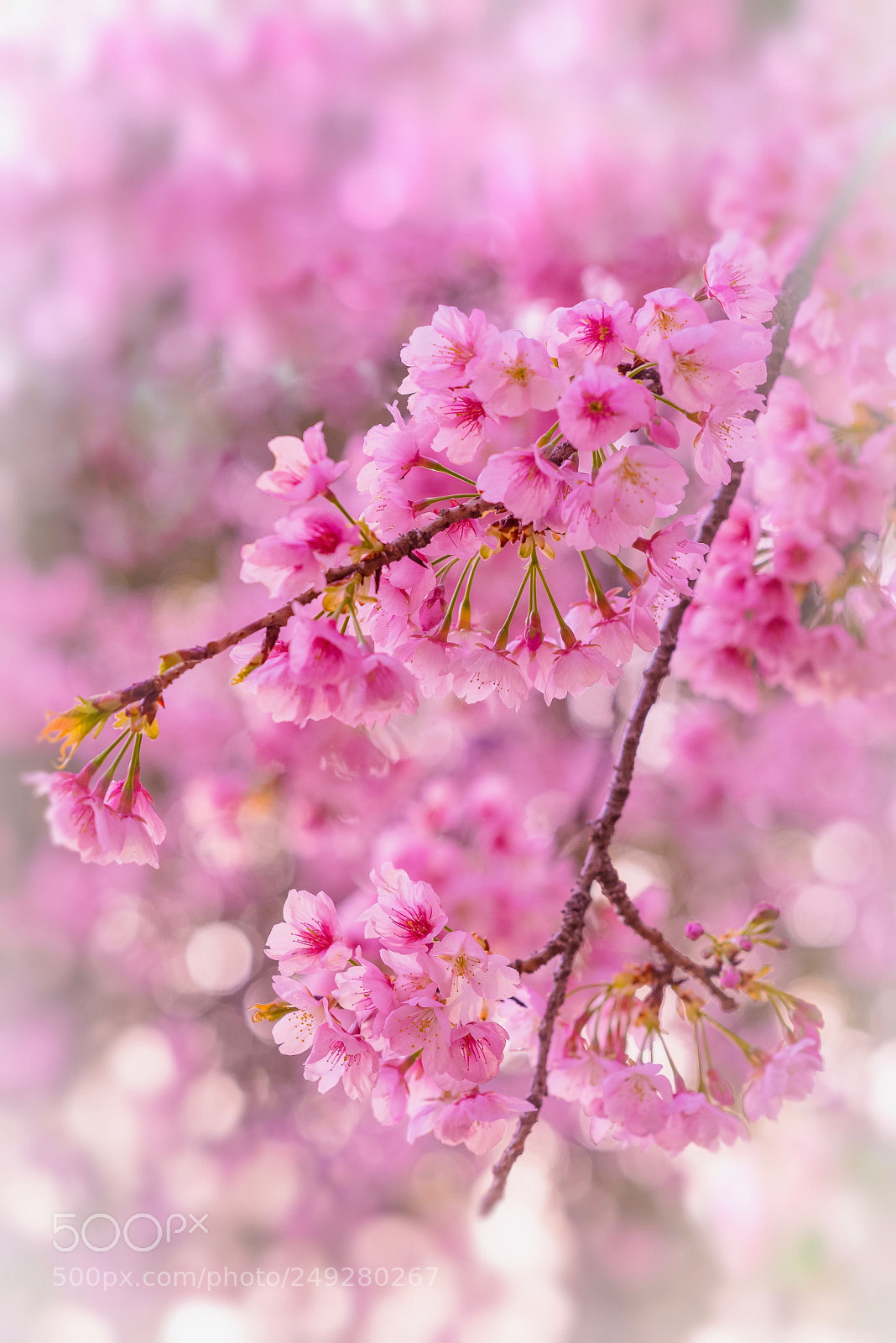 Nikon D800E sample photo. Cherry blossom 大寒桜(daikansakura) photography