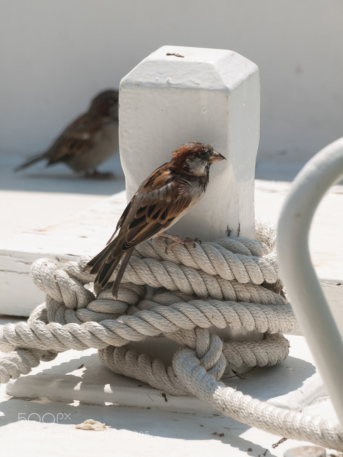 Olympus E-510 (EVOLT E-510) sample photo. A sparrow for fishing photography