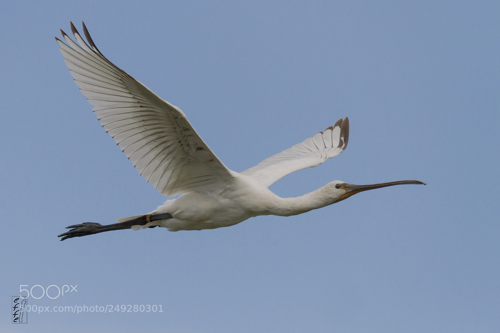 Canon EOS 7D sample photo. Eurasian spoonbill photography
