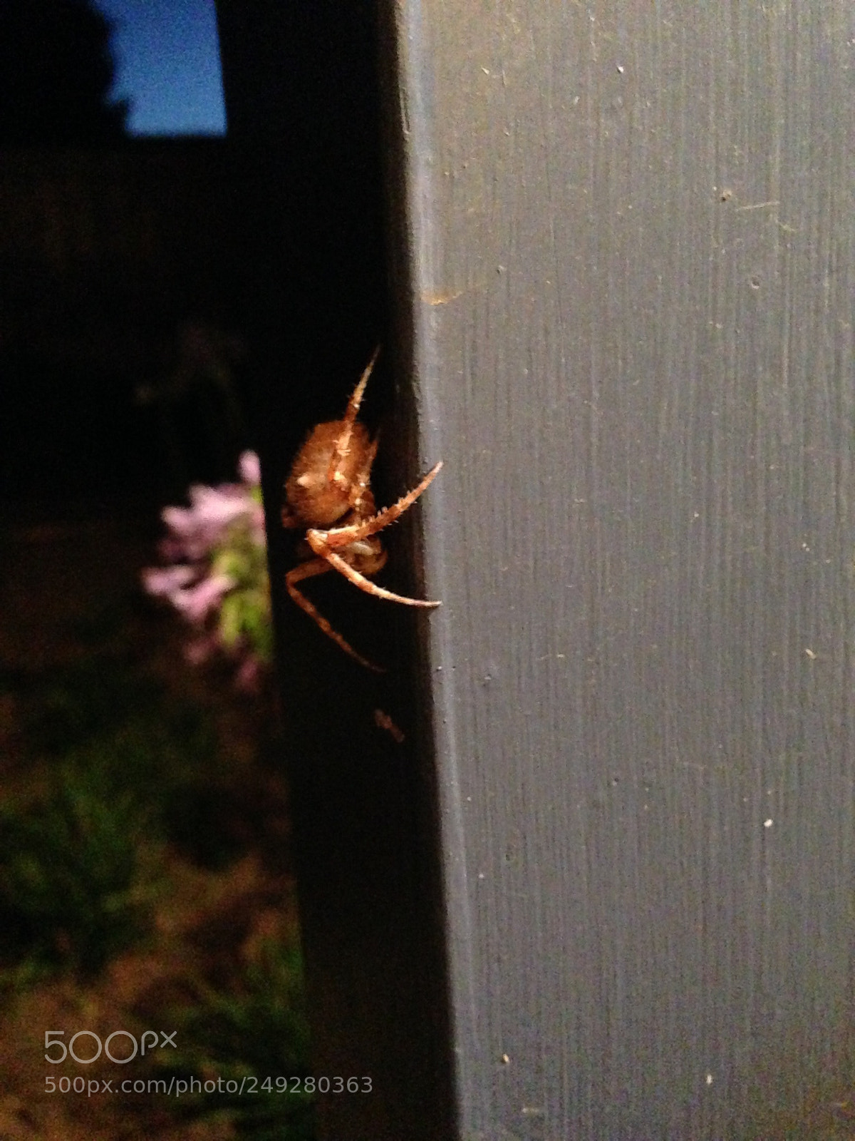 Apple iPhone 5 sample photo. Golden orb photography