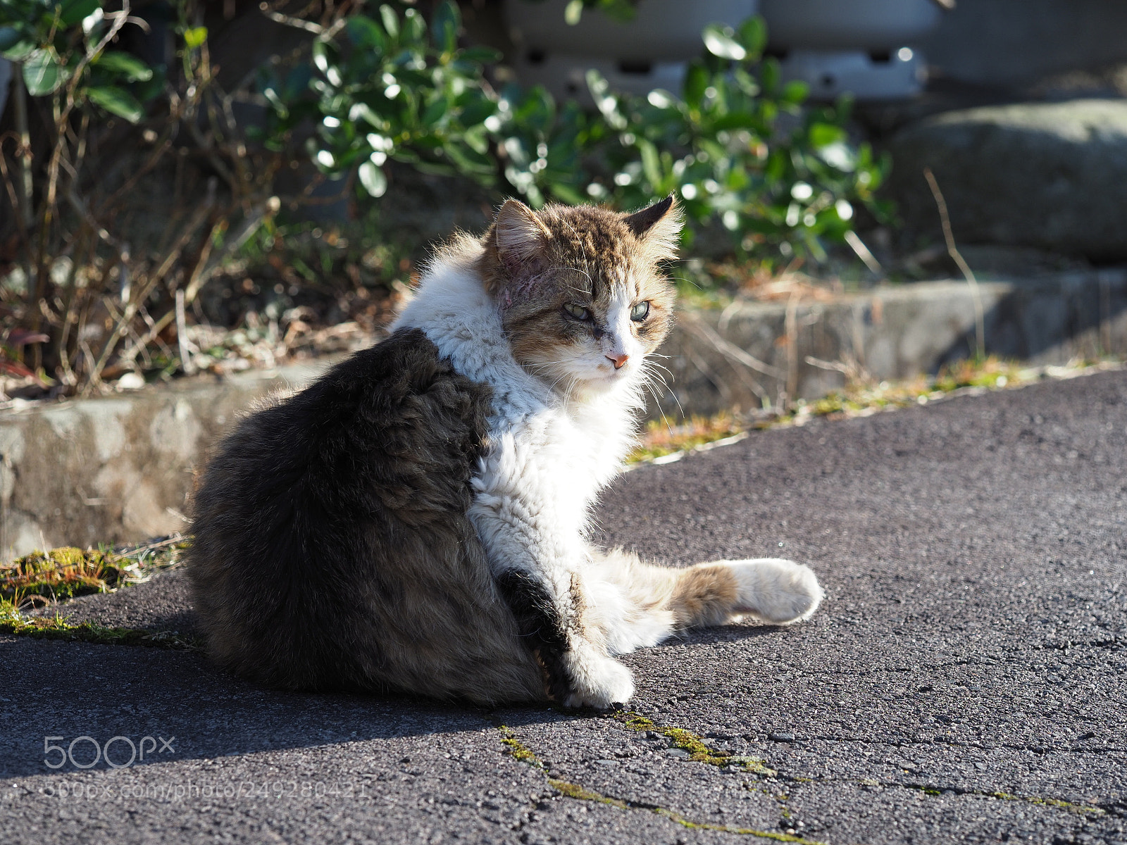 Olympus OM-D E-M1 Mark II sample photo. 傷心 | heartbreak photography