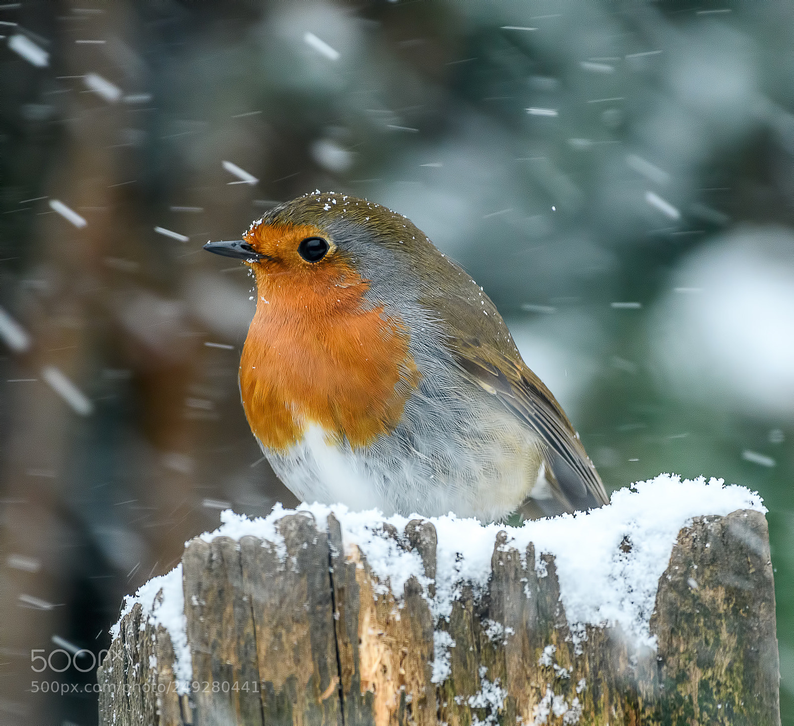 Nikon D500 sample photo. Robin in a blizzard photography