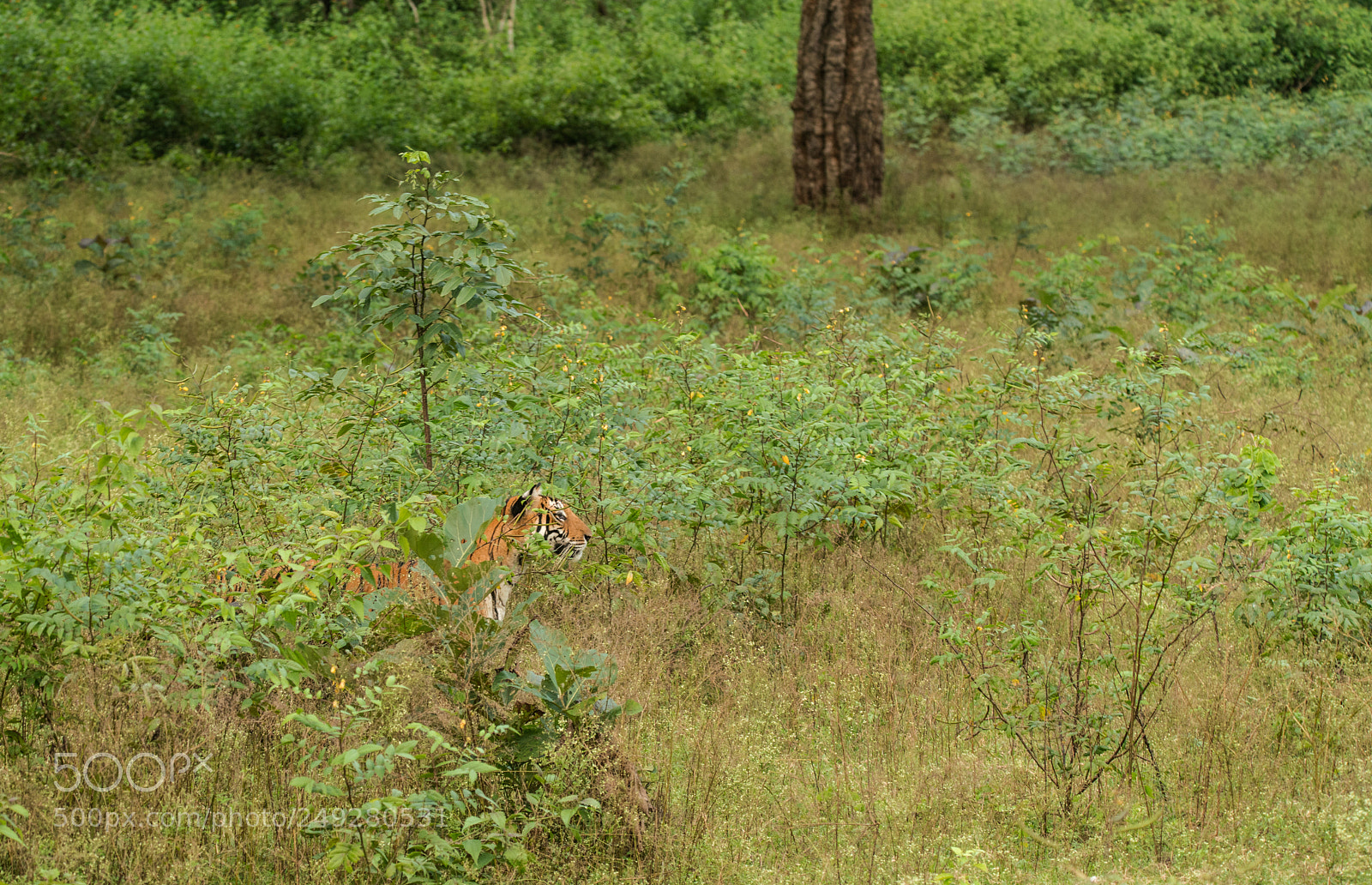 Sony a99 II sample photo. Tiger in the thicket photography