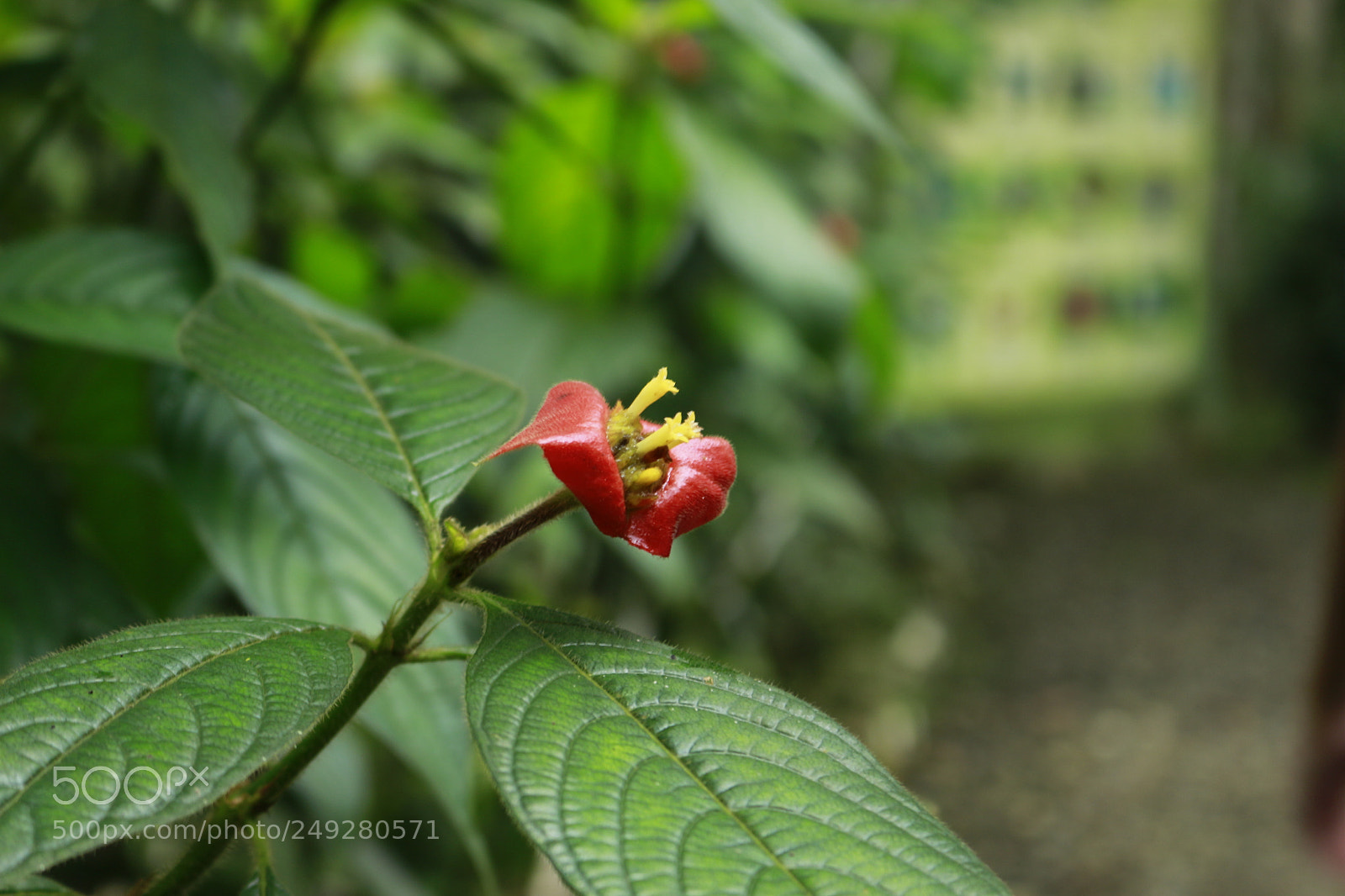 Canon EOS 700D (EOS Rebel T5i / EOS Kiss X7i) sample photo. Flowers photography
