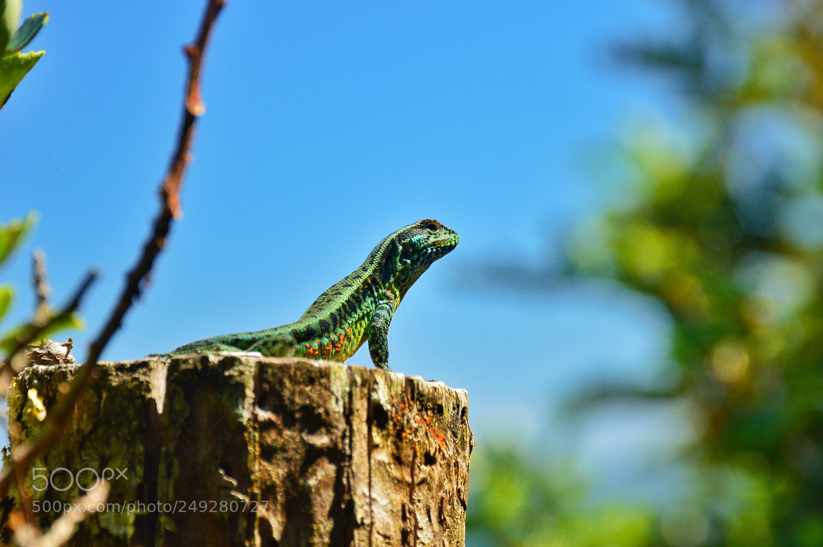 Nikon D3200 sample photo. Lizard of ozz photography